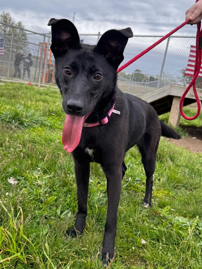 Enlarge Astrid, a Adoptable mixed breed in Pierceton, IN image 6/6