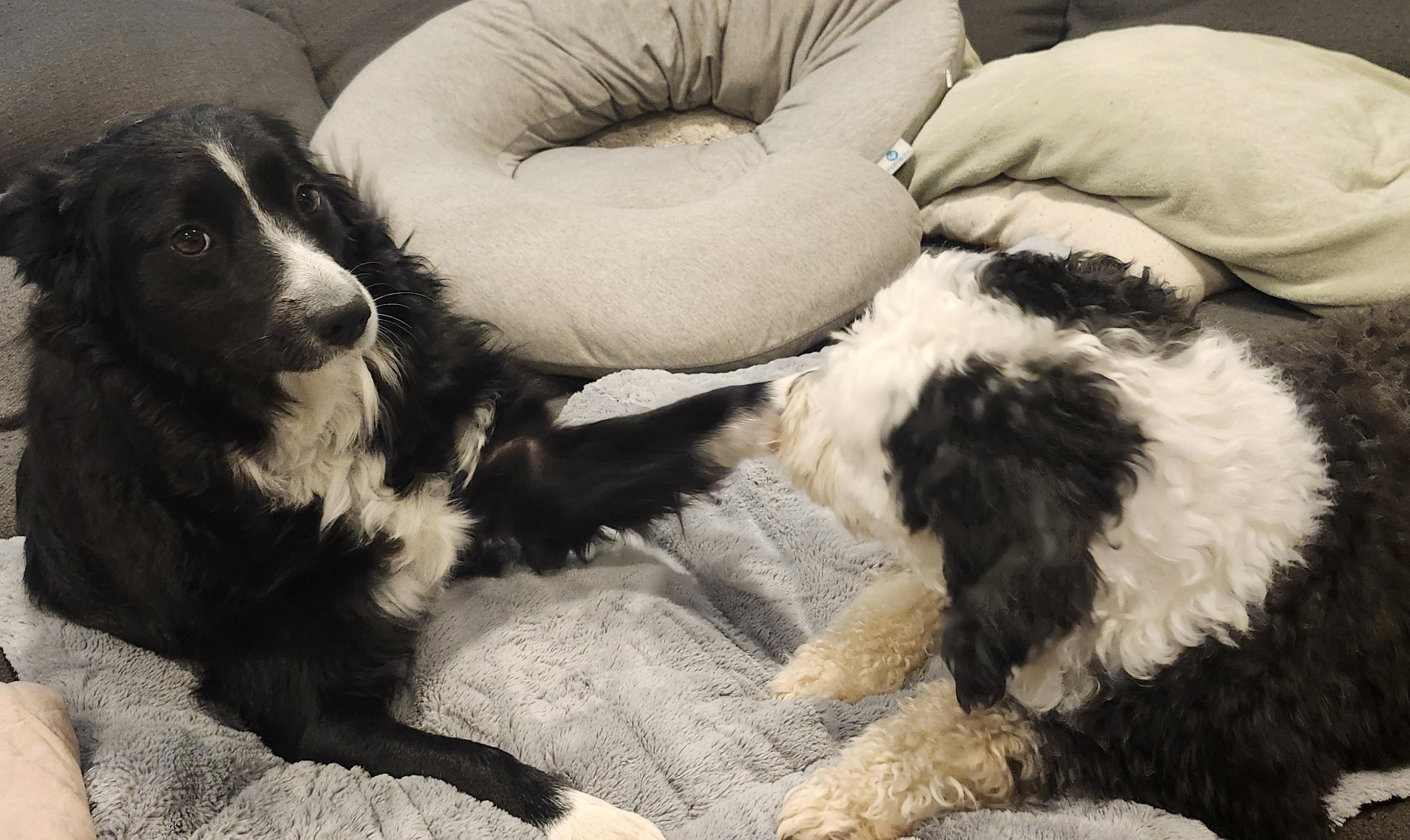 Enlarge Roxie, an adopted Border Collie in Bridgeton, NJ image 2/6