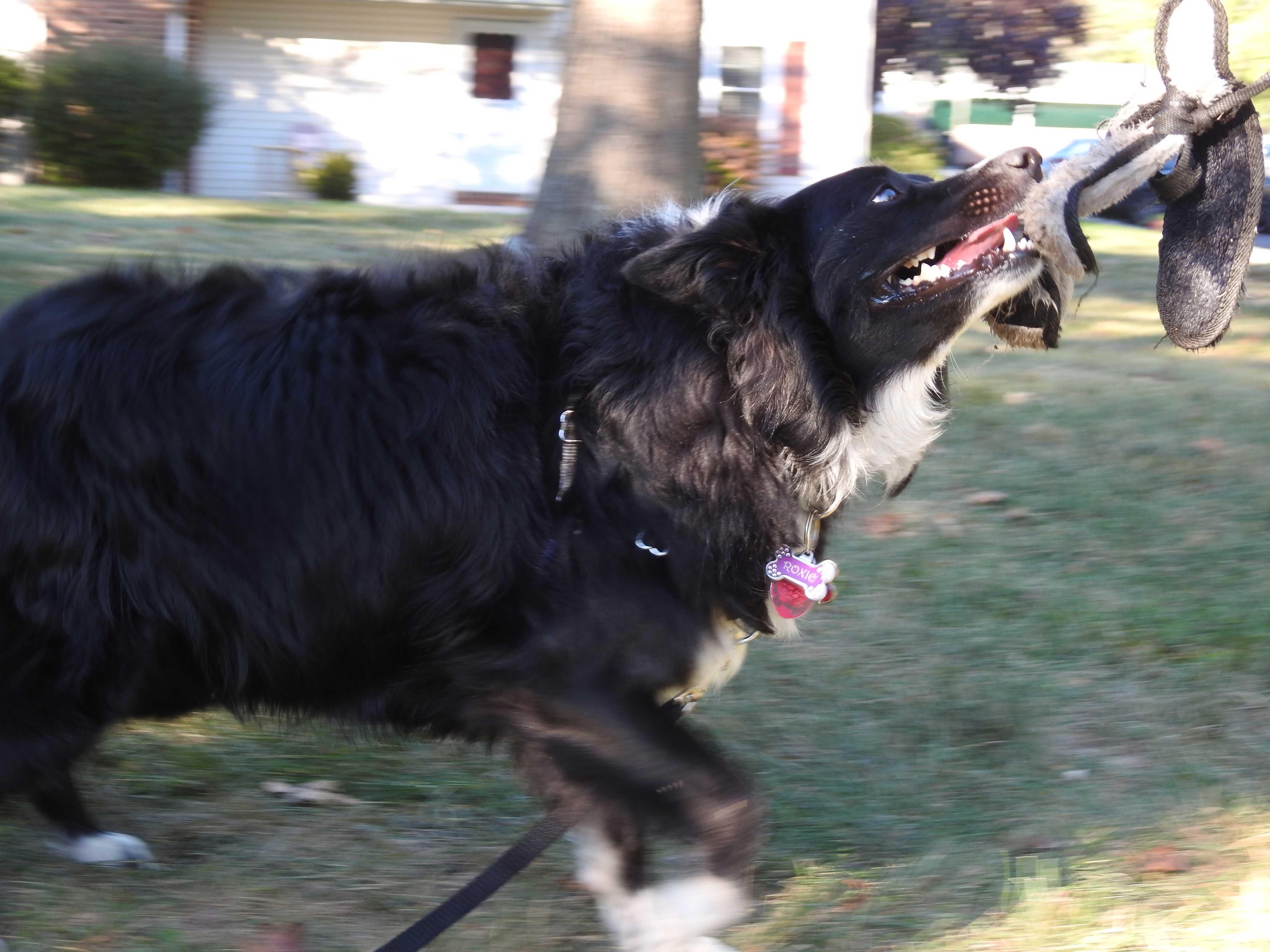 Enlarge Roxie, an adopted Border Collie in Bridgeton, NJ image 3/6