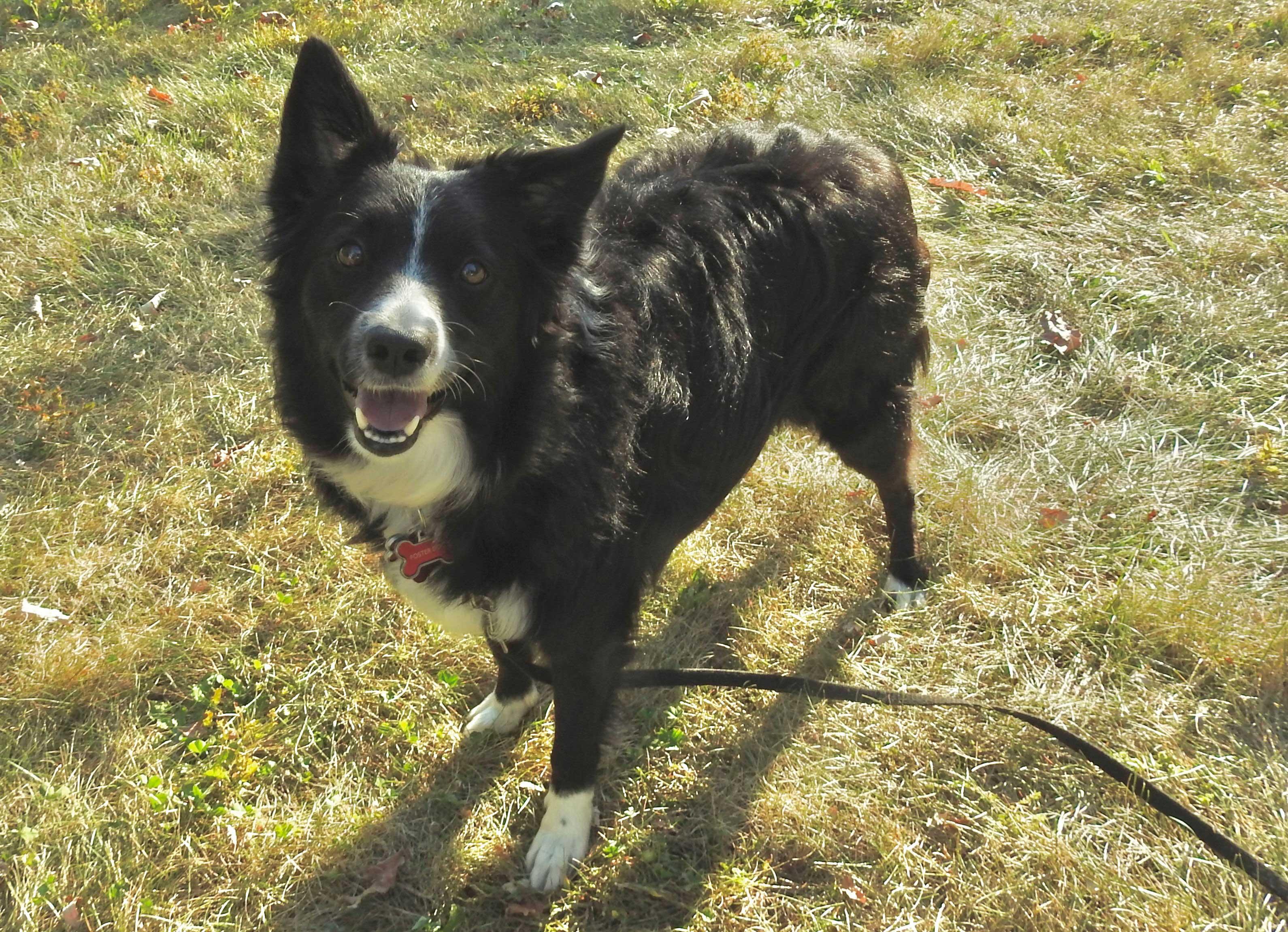 Enlarge Roxie, an adopted Border Collie in Bridgeton, NJ image 4/6