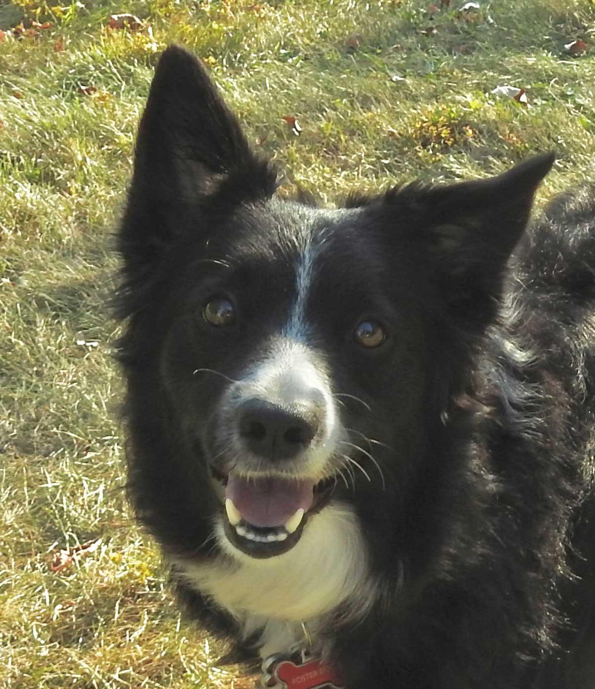 Roxie, adopted, Adult Female Border Collie.