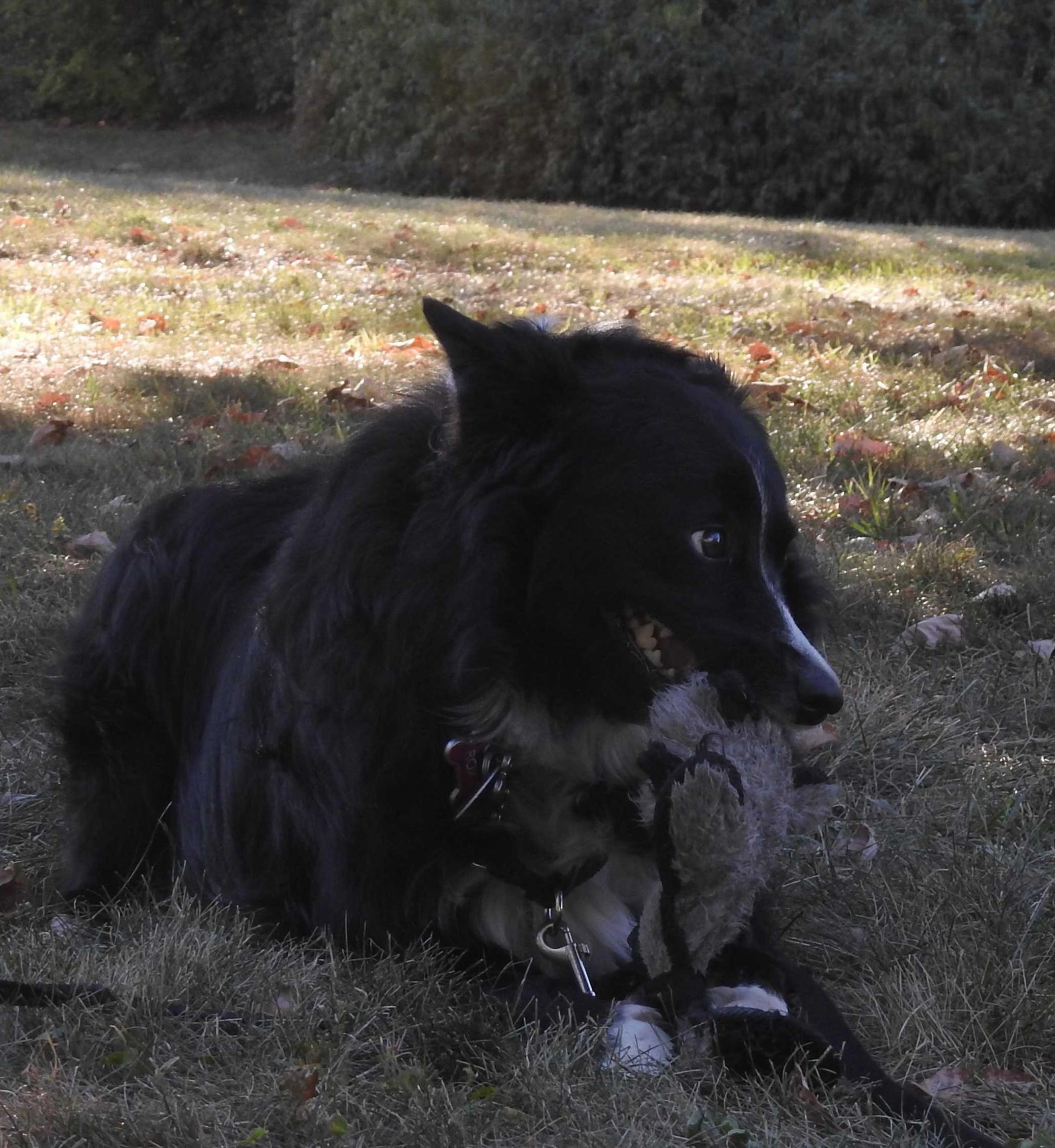 Enlarge Roxie, an adopted Border Collie in Bridgeton, NJ image 5/6