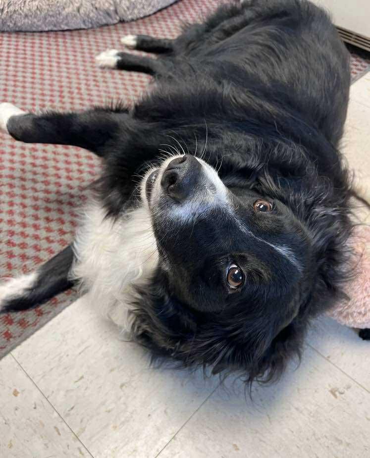 Enlarge Roxie, an adopted Border Collie in Bridgeton, NJ image 6/6