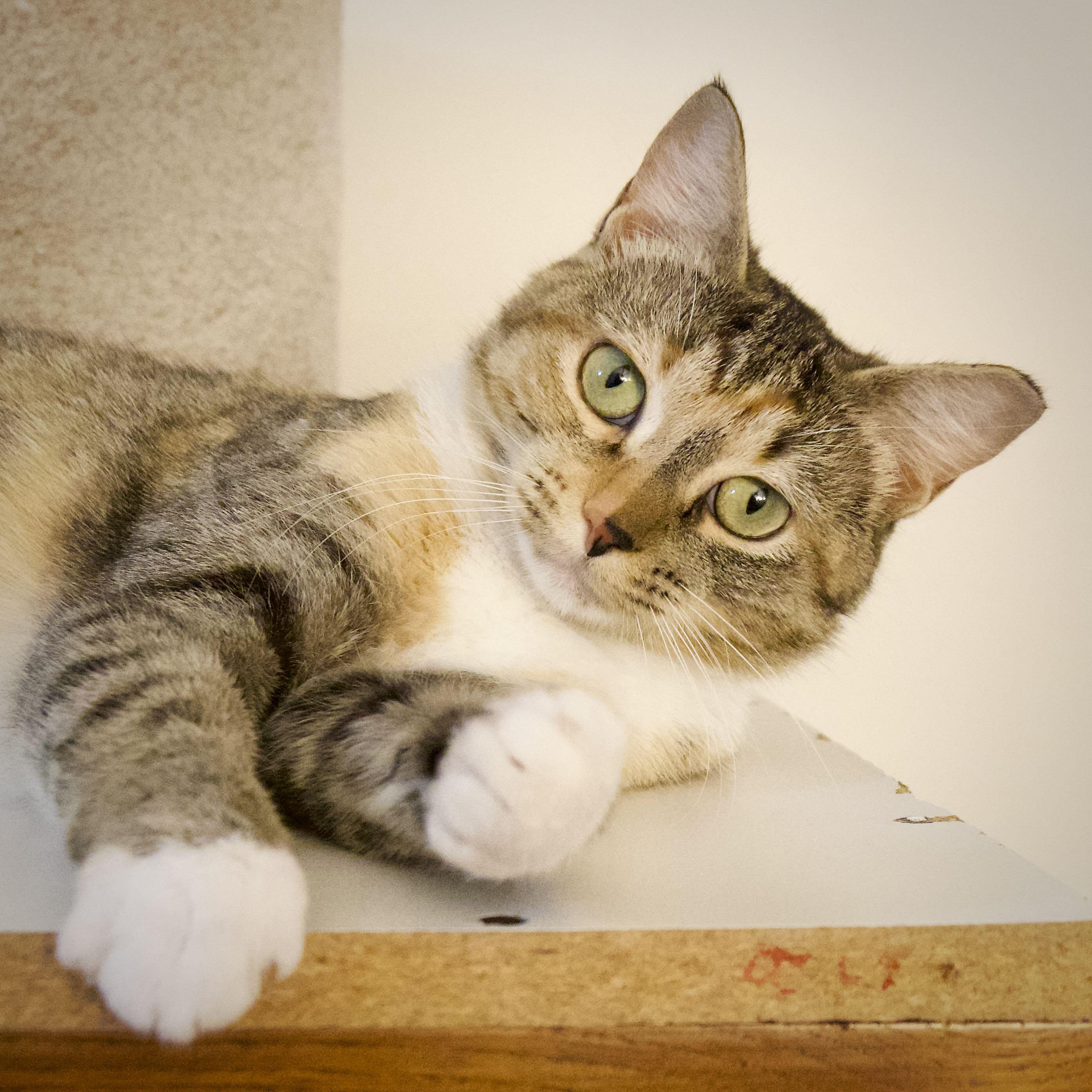 Clownie, adopted, Young Female Domestic Short Hair.