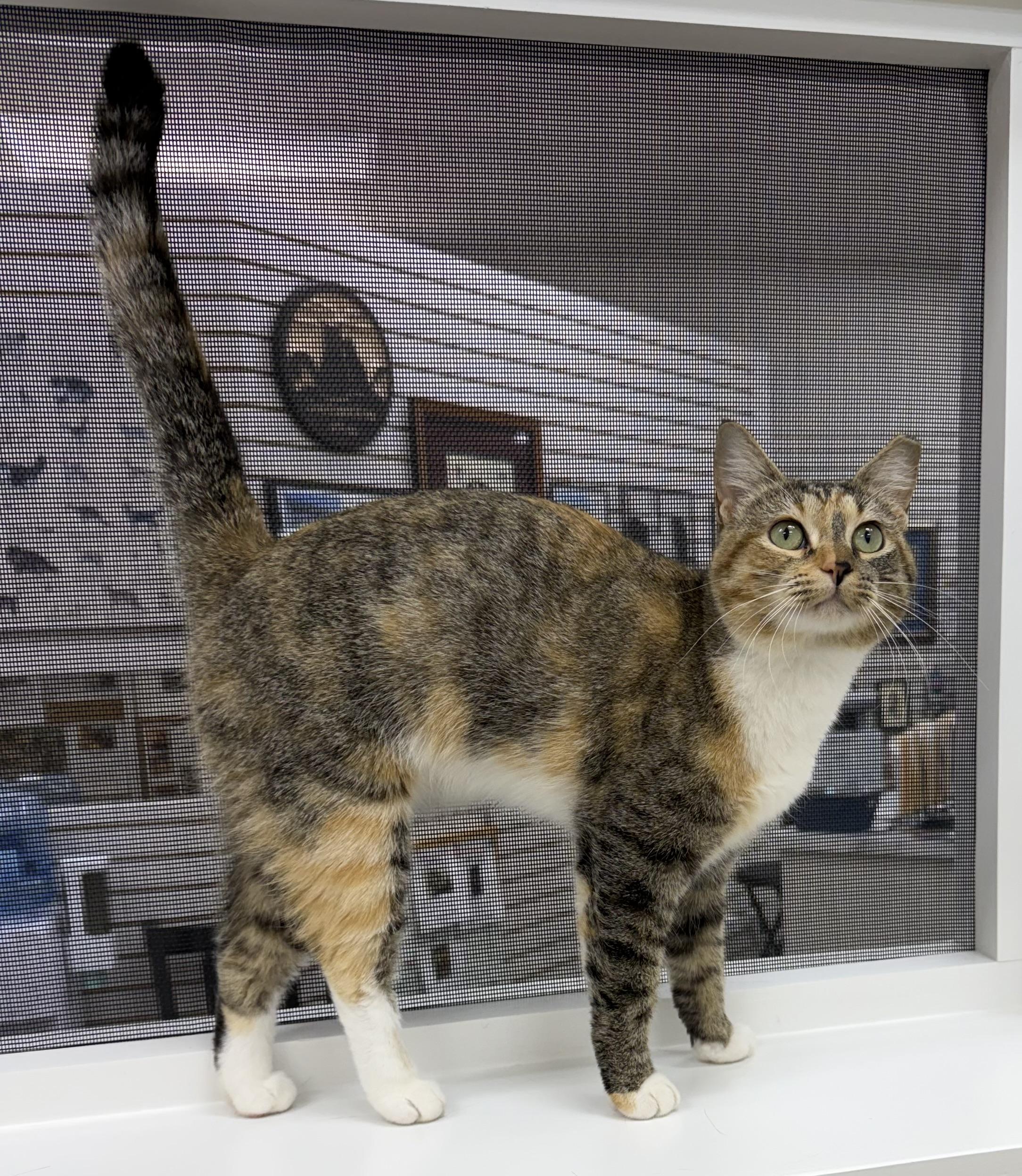 Enlarge Clownie, a ADOPTABLE Domestic Short Hair in Tulsa, OK image 1/1