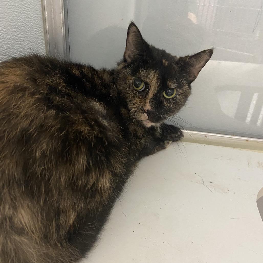Pluto, Adoptable, Adult Female Domestic Short Hair & Domestic Short Hair.