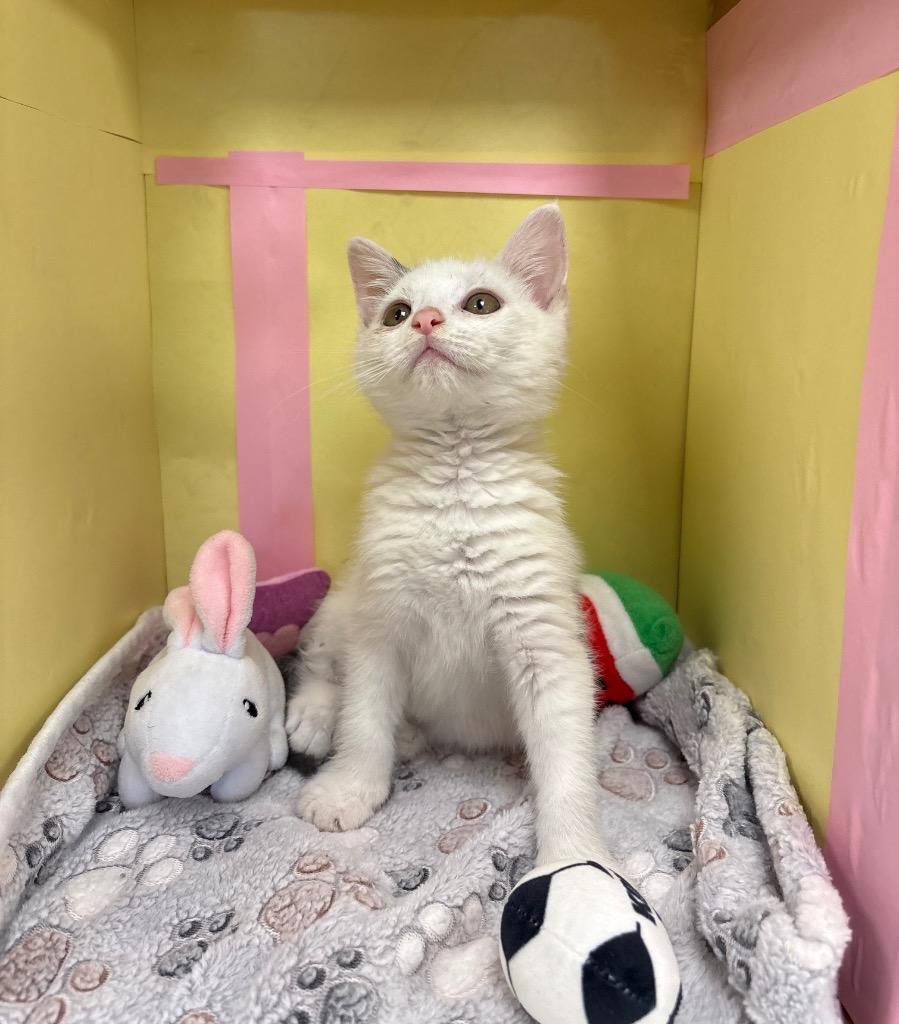 Enlarge Zoomie / AC 28410, a Adoptable mixed breed in Greeneville, TN image 2/5