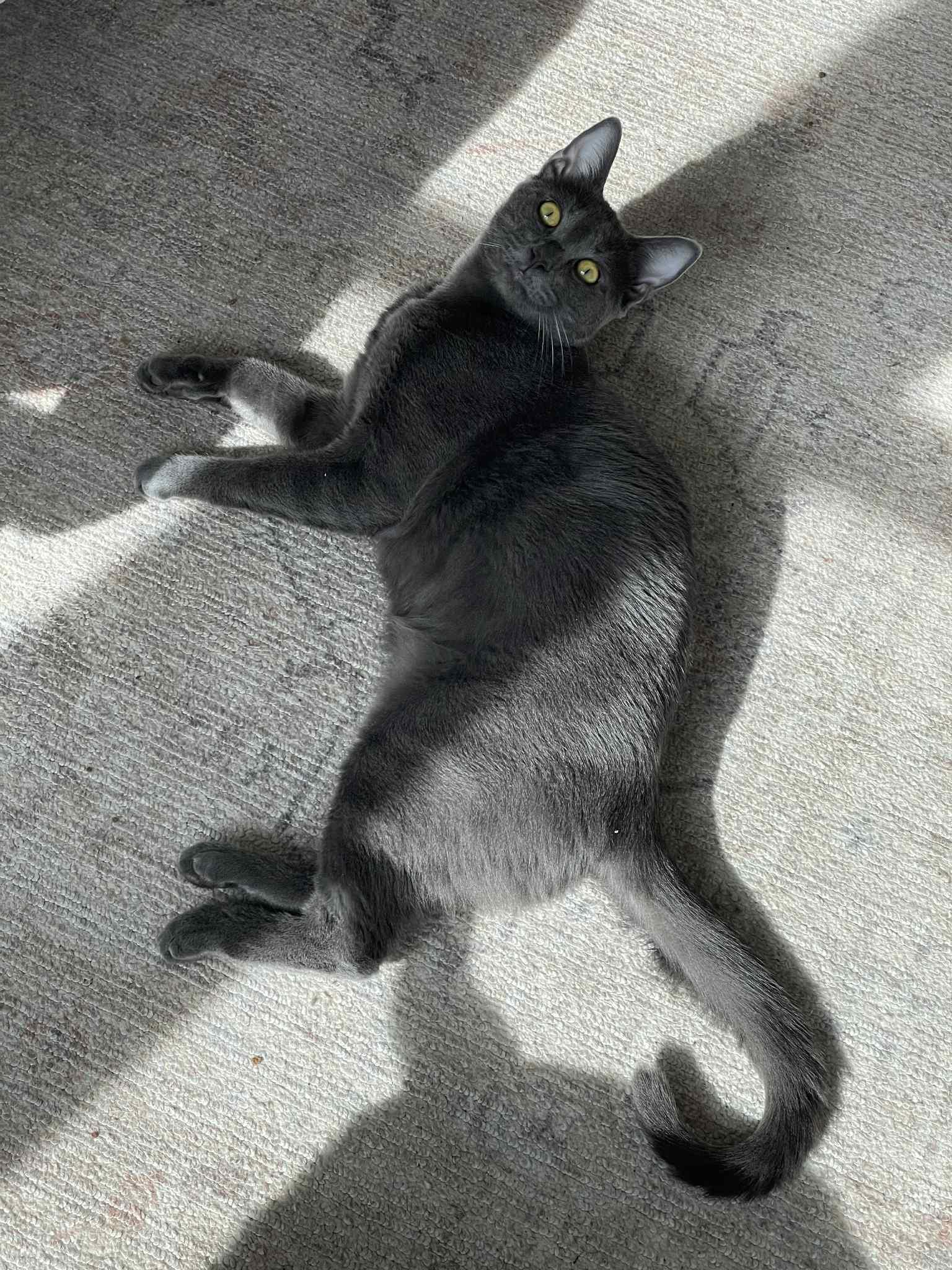 Berlioz =^.^= photo 3