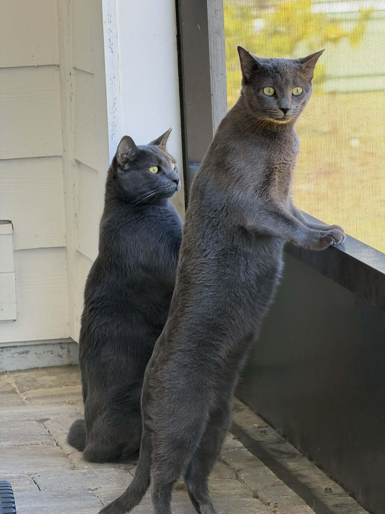 Berlioz & Kourtney, Adoptable, Adult Male Domestic Short Hair.