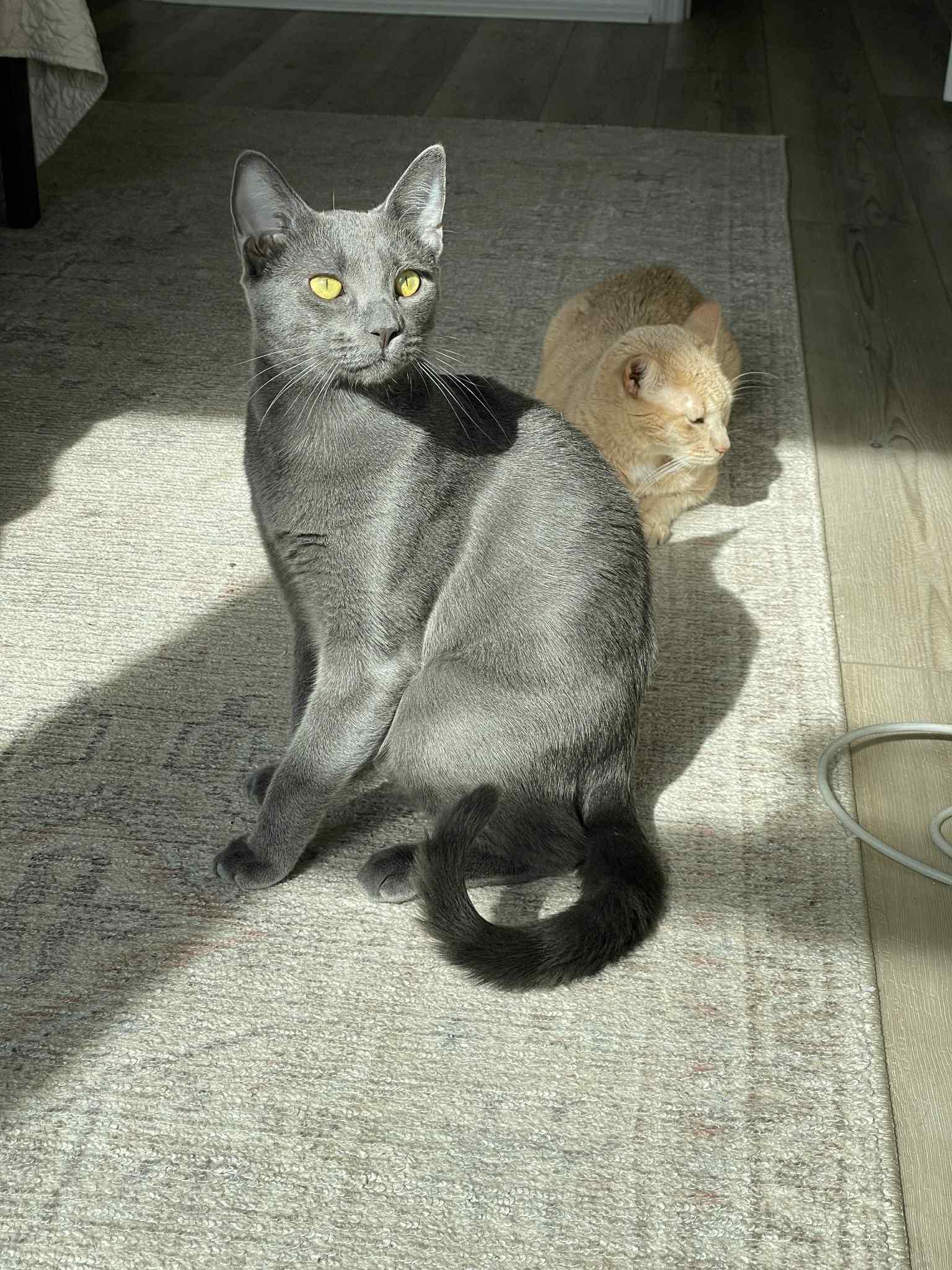 Berlioz & Kourtney, a Adoptable Domestic Short Hair in Jacksonville, FL image 4/5