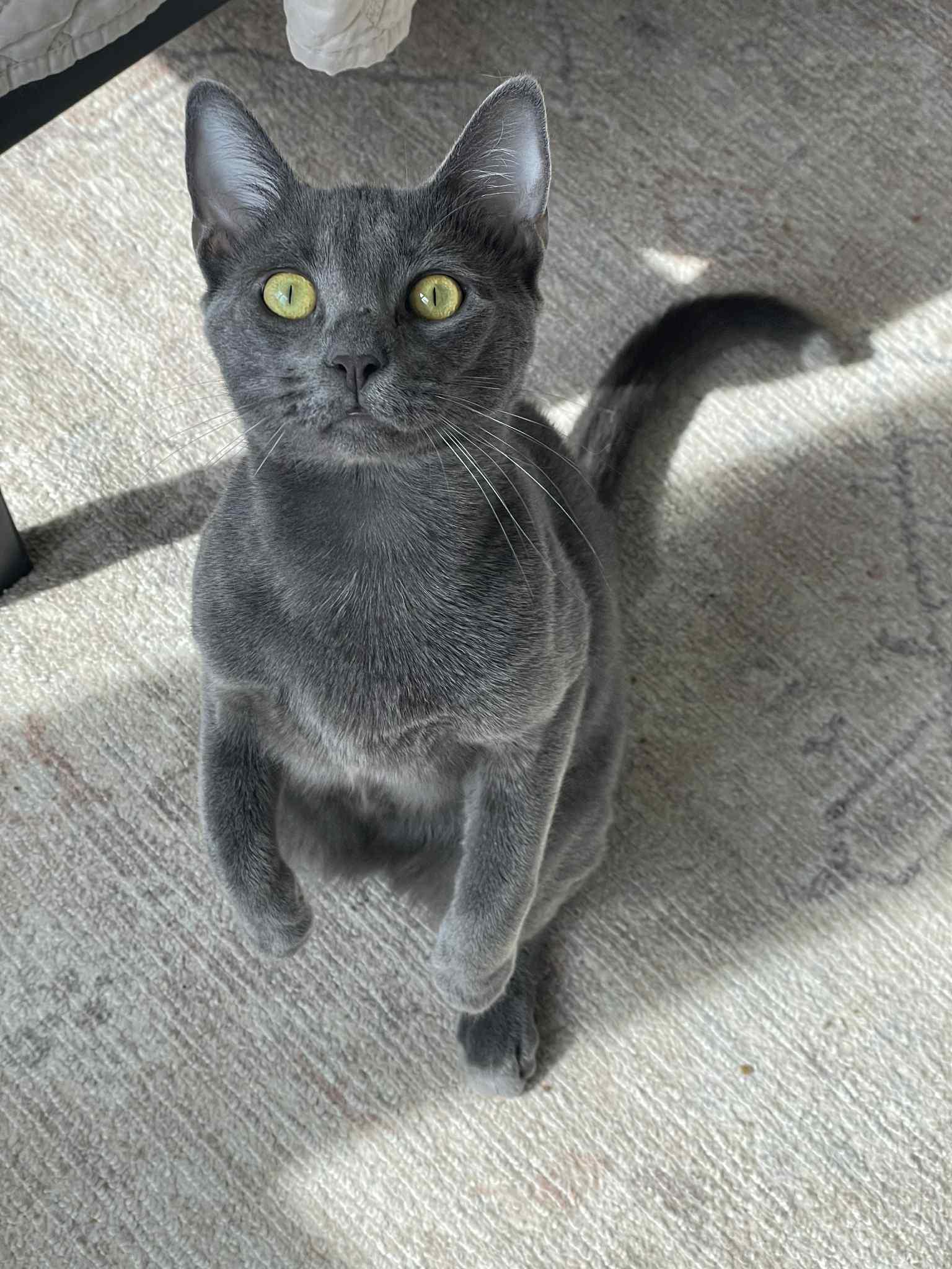 Berlioz =^.^=, Young Male Domestic Short Hair