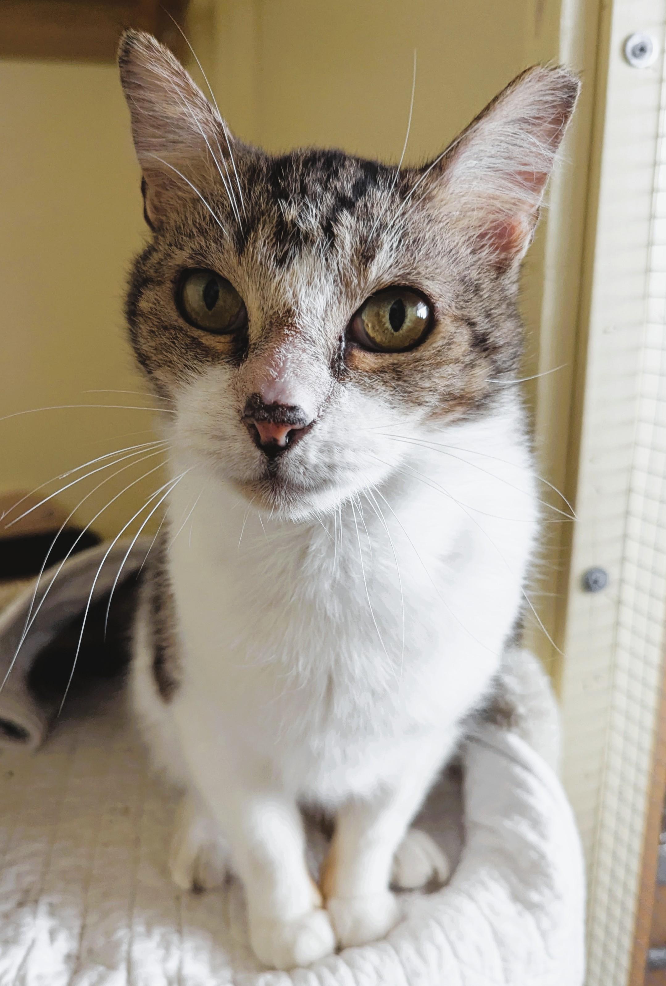Enlarge GREYSON, a Adopted Tabby in Prescott, AZ image 2/6