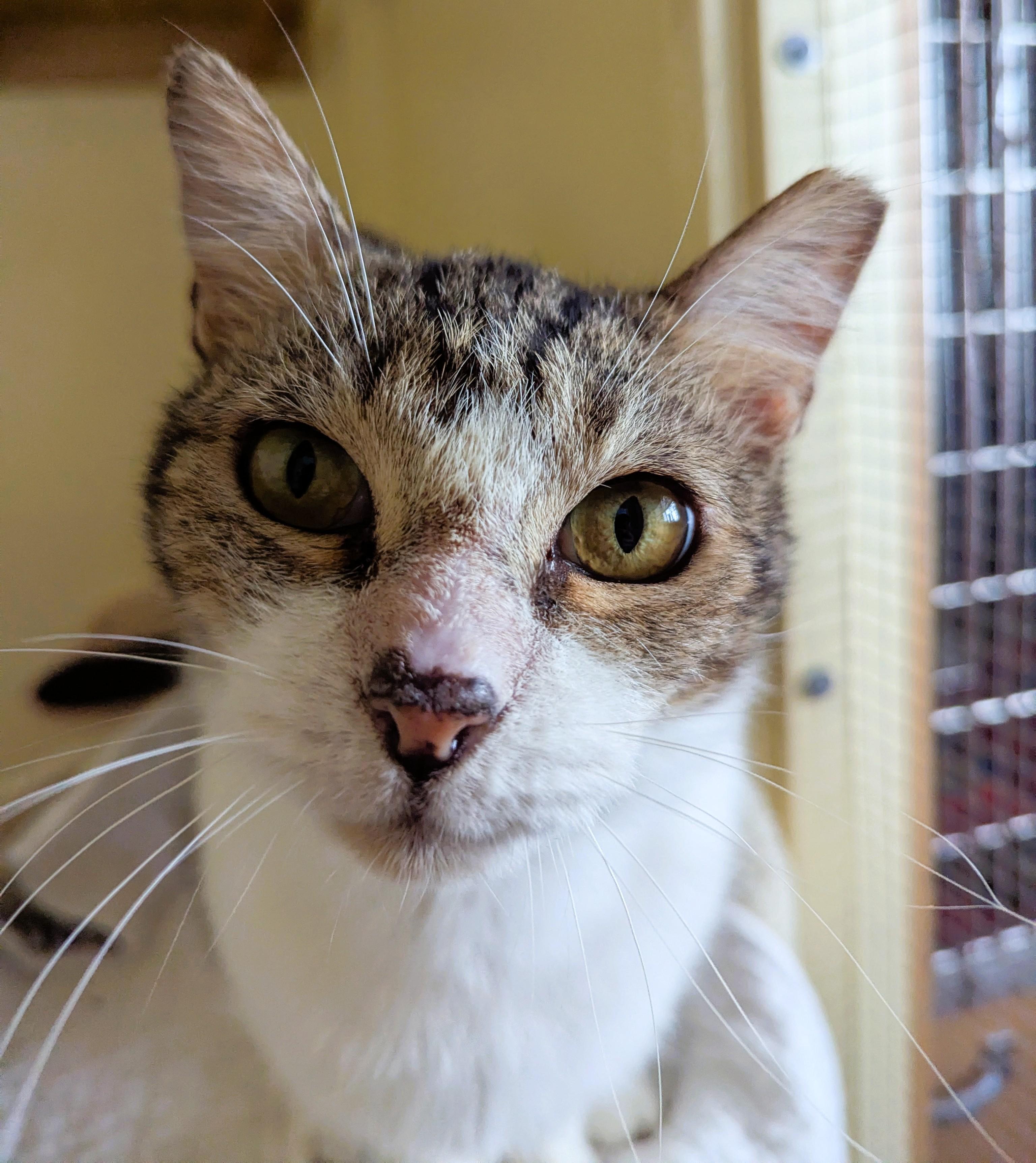 Enlarge GREYSON, a Adopted Tabby in Prescott, AZ image 4/6