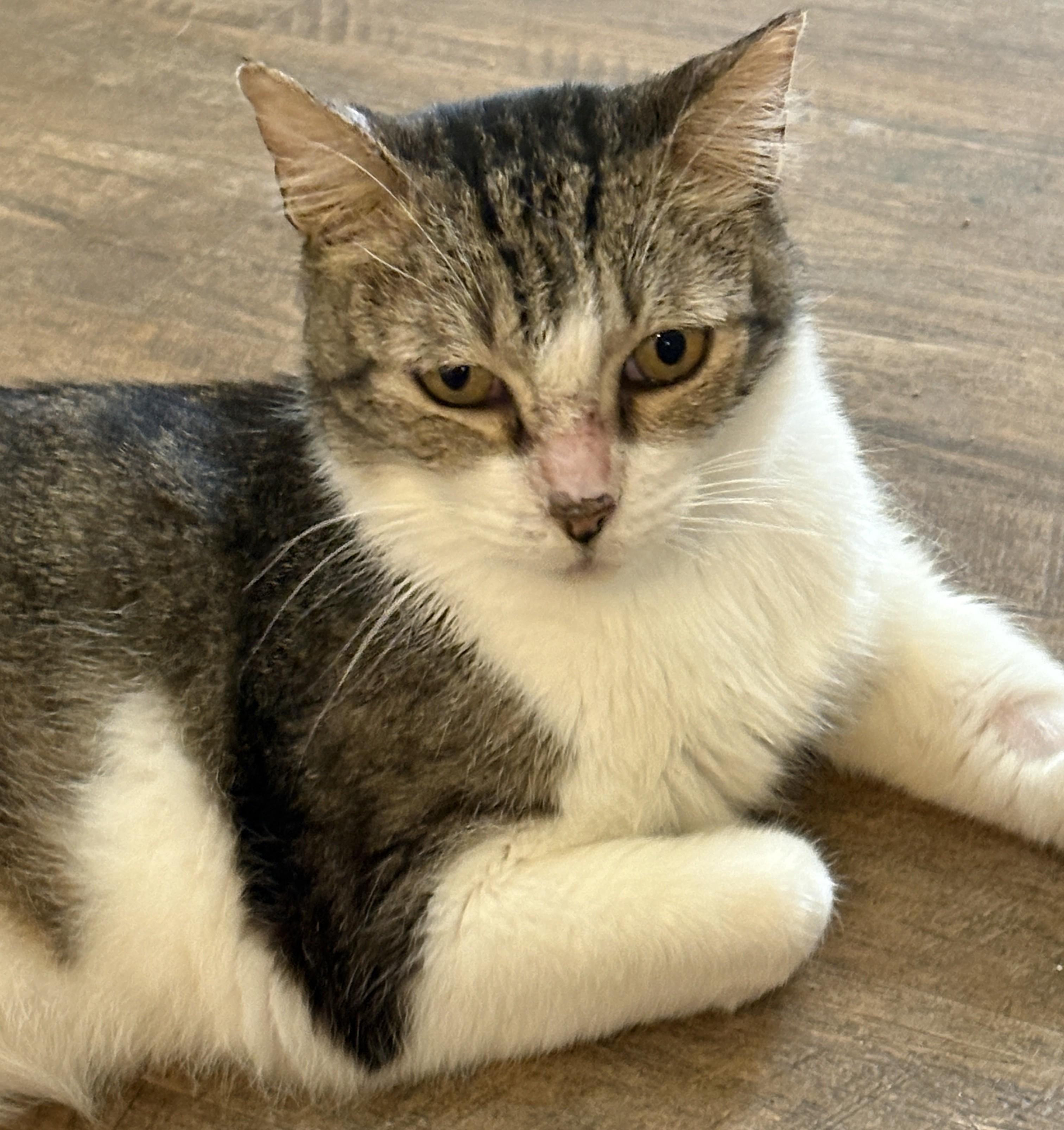 GREYSON, a Adoptable Tabby in Prescott, AZ image 2/5