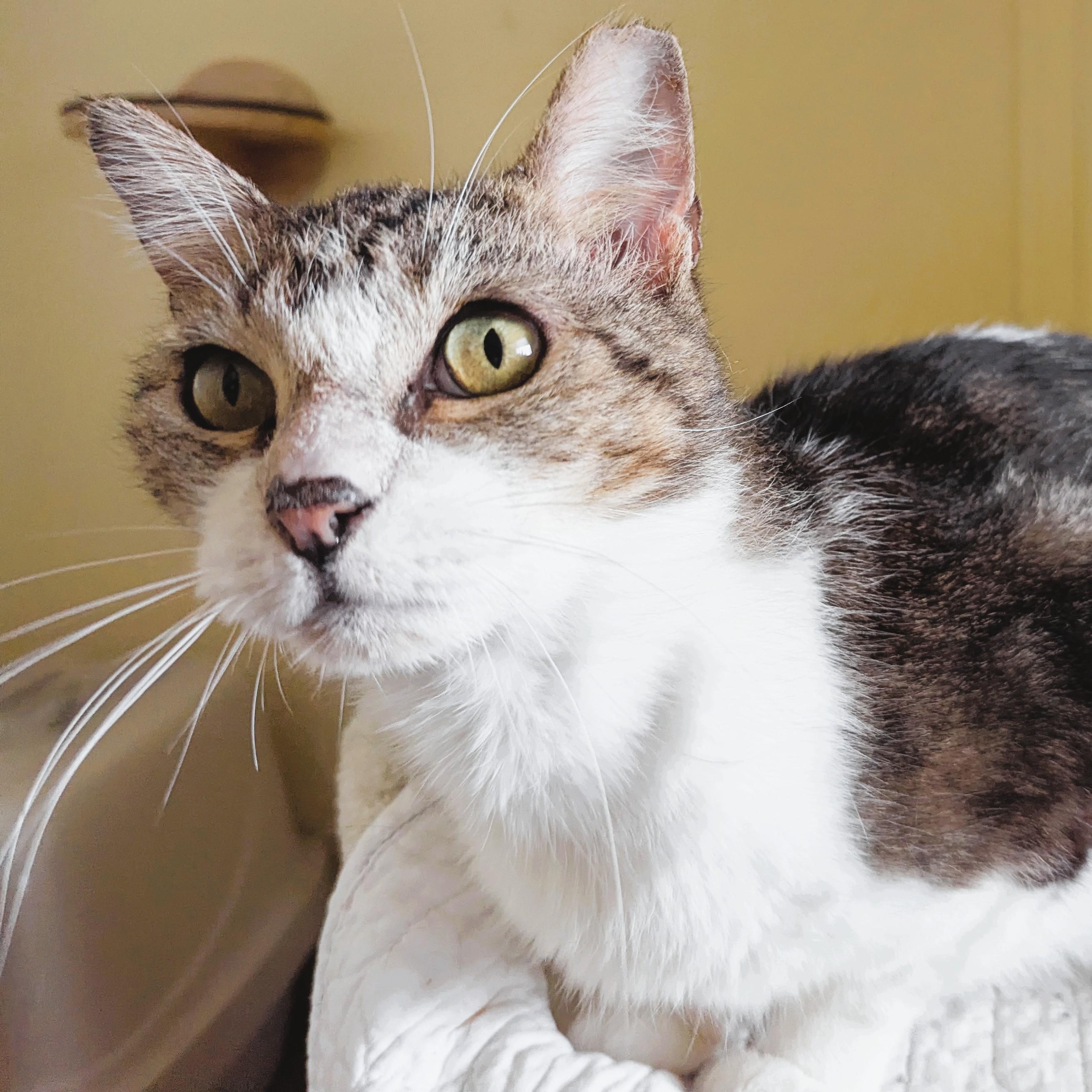 Enlarge GREYSON, a Adopted Tabby in Prescott, AZ image 1/6