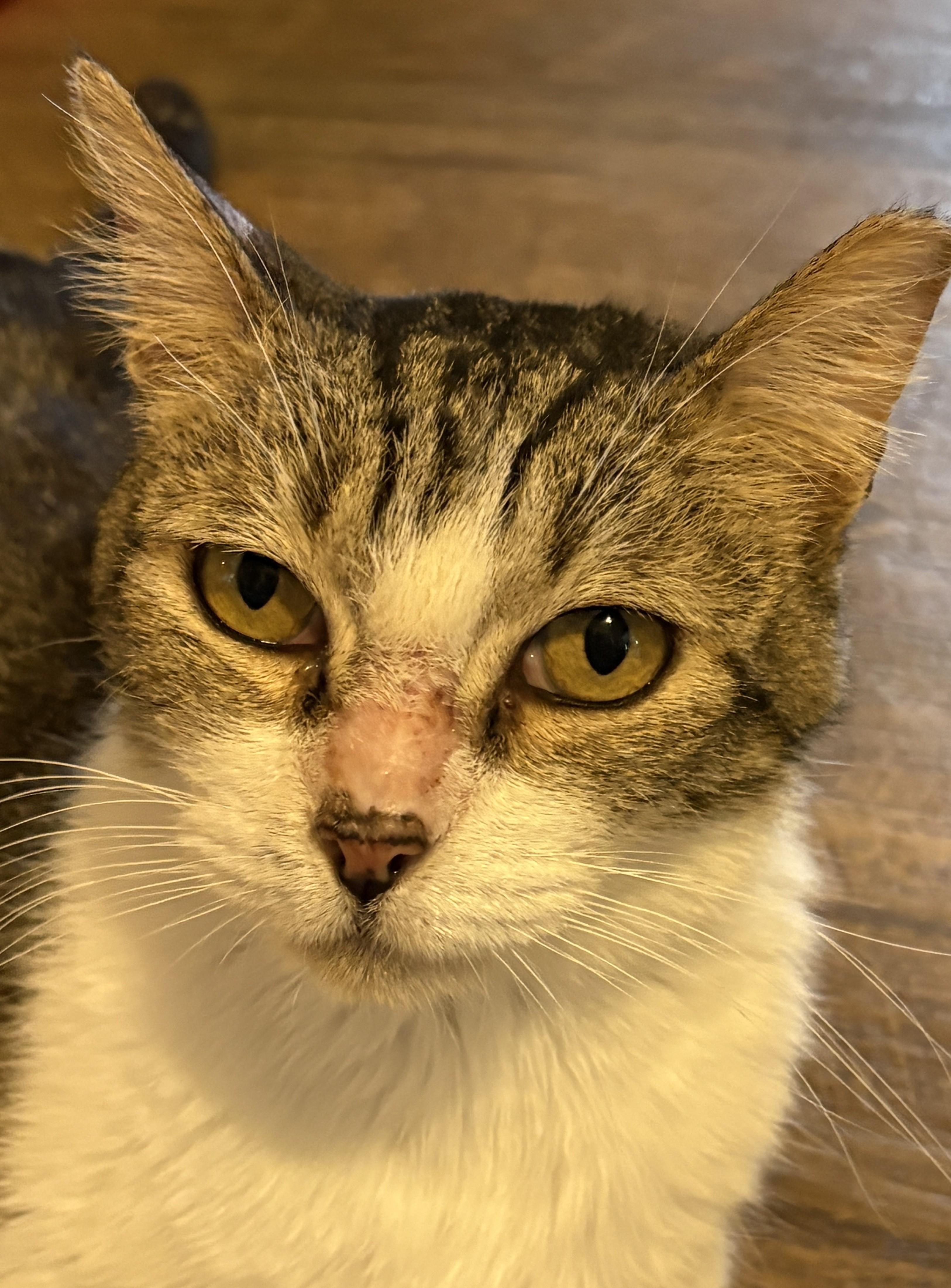 GREYSON, Adoptable, Adult Male Tabby.