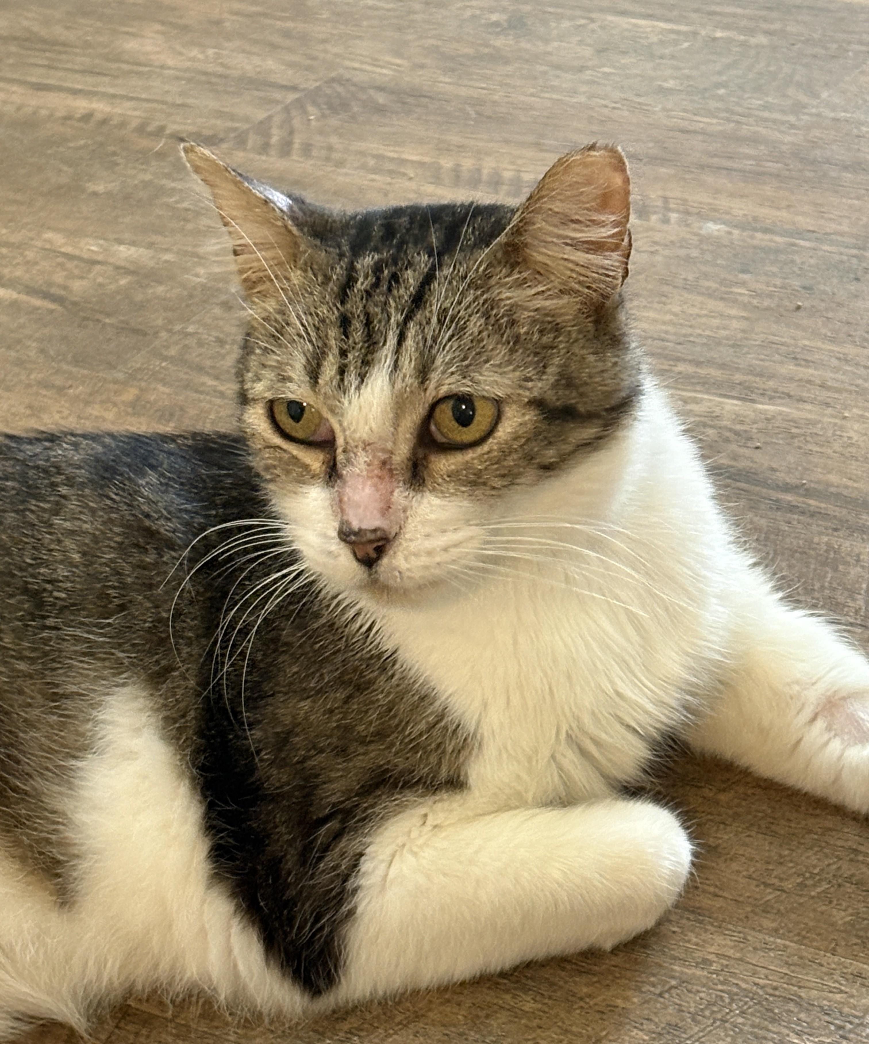 GREYSON, a Adoptable Tabby in Prescott, AZ image 3/5