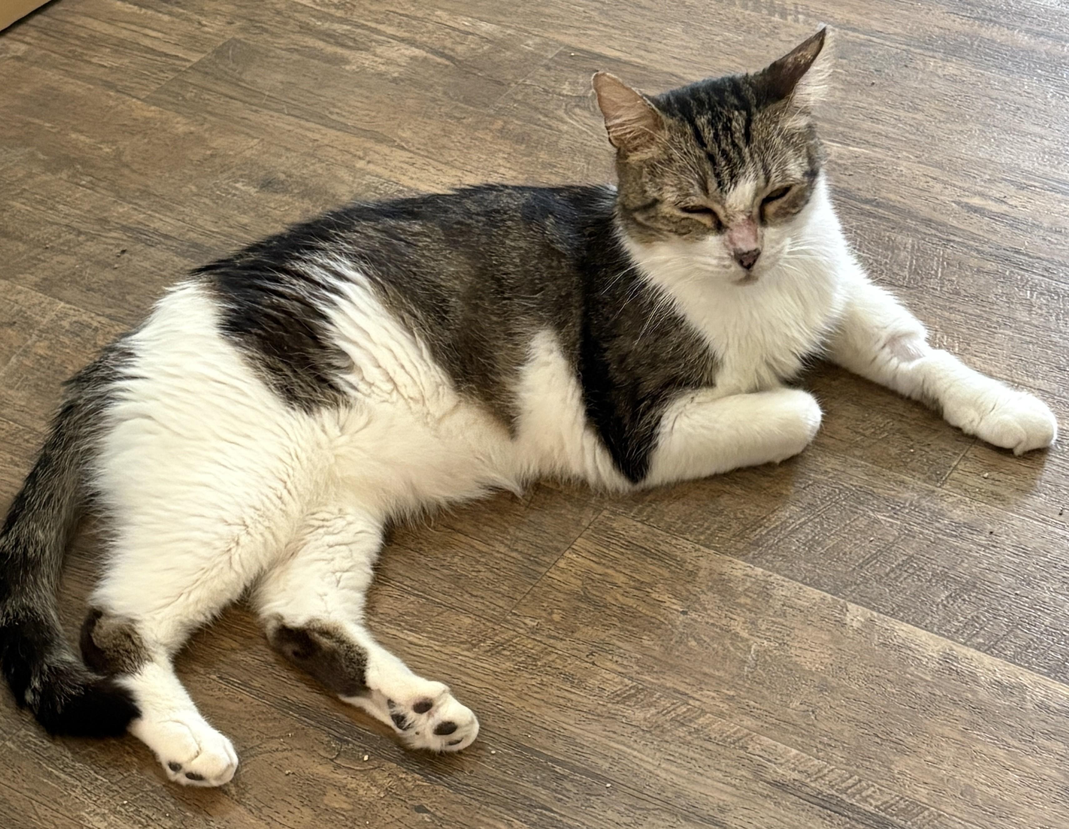 GREYSON, a Adoptable Tabby in Prescott, AZ image 4/5