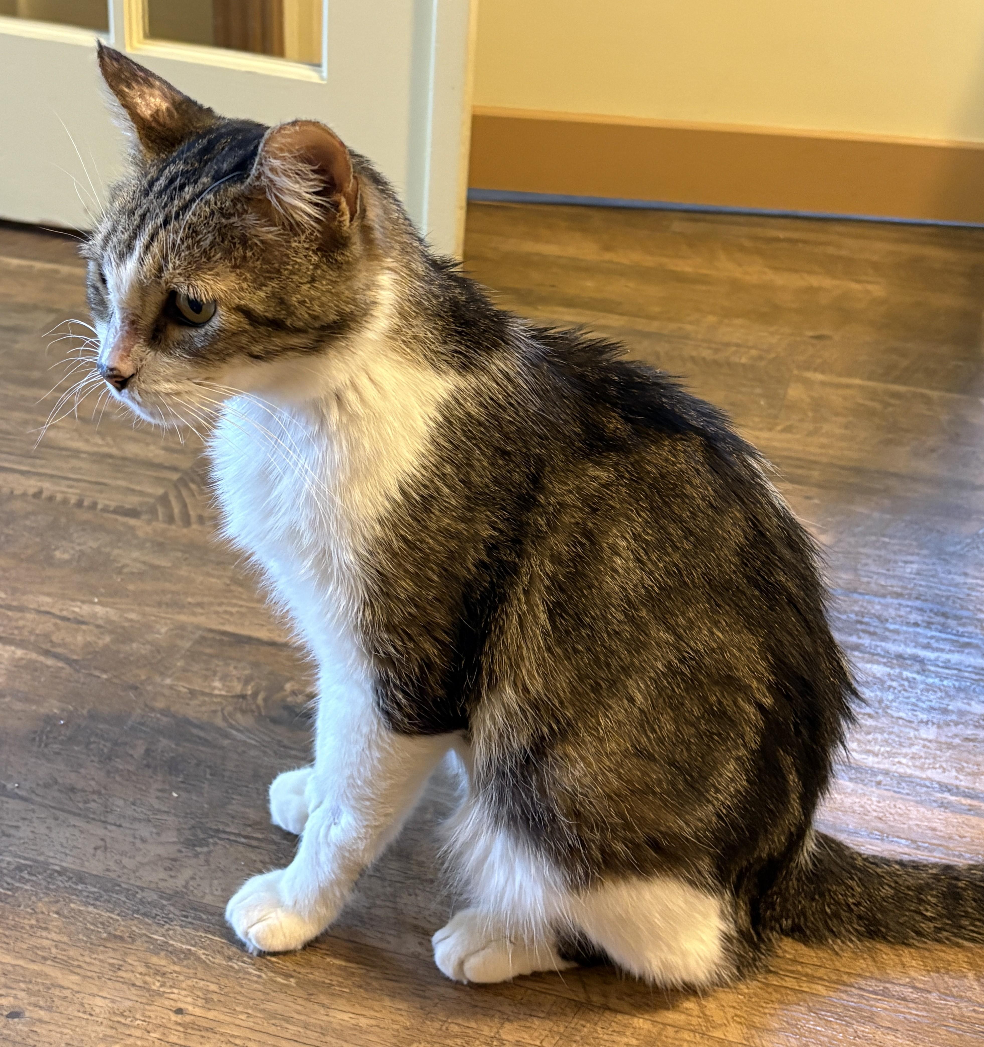 GREYSON, a Adoptable Tabby in Prescott, AZ image 5/5
