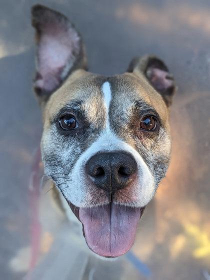 Connor, Adoptable, Adult Male Mixed Breed & Mixed Breed.