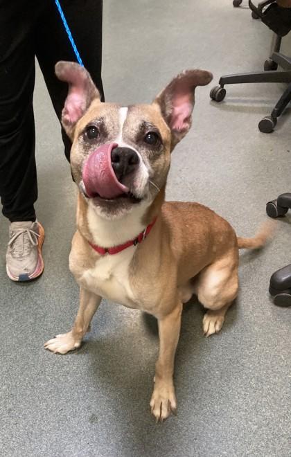 Enlarge Connor, a Adoptable Mixed Breed in Fairfax, VA image 2/3