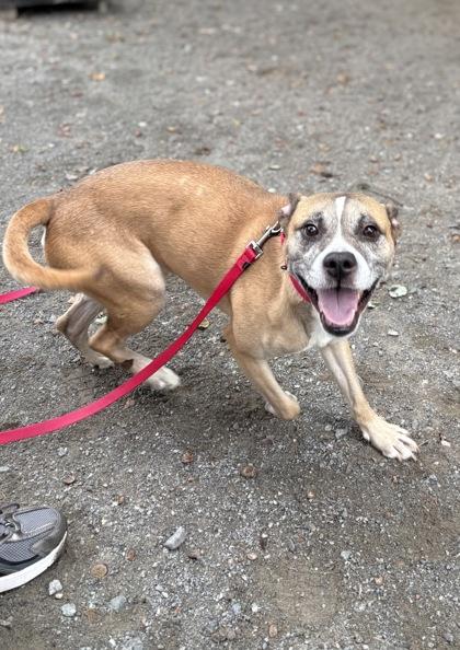 Enlarge Connor, a Adoptable Mixed Breed in Fairfax, VA image 3/3