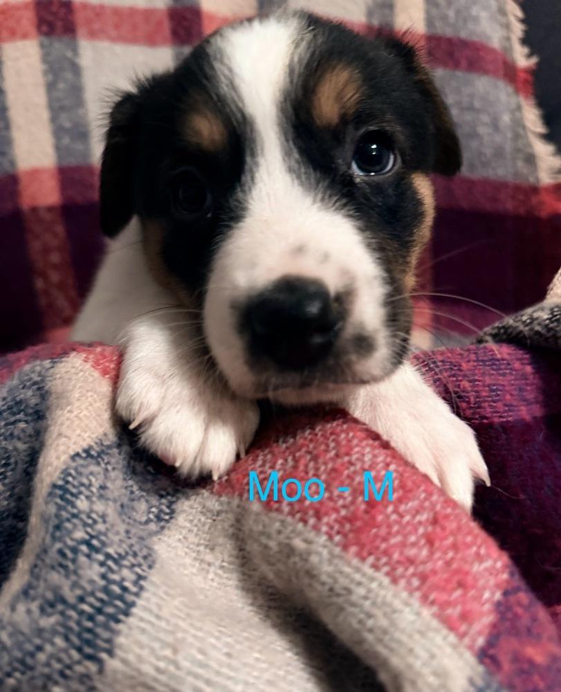 Enlarge Moo, a Adoptable mixed breed in Cheektowaga, NY image 1/1