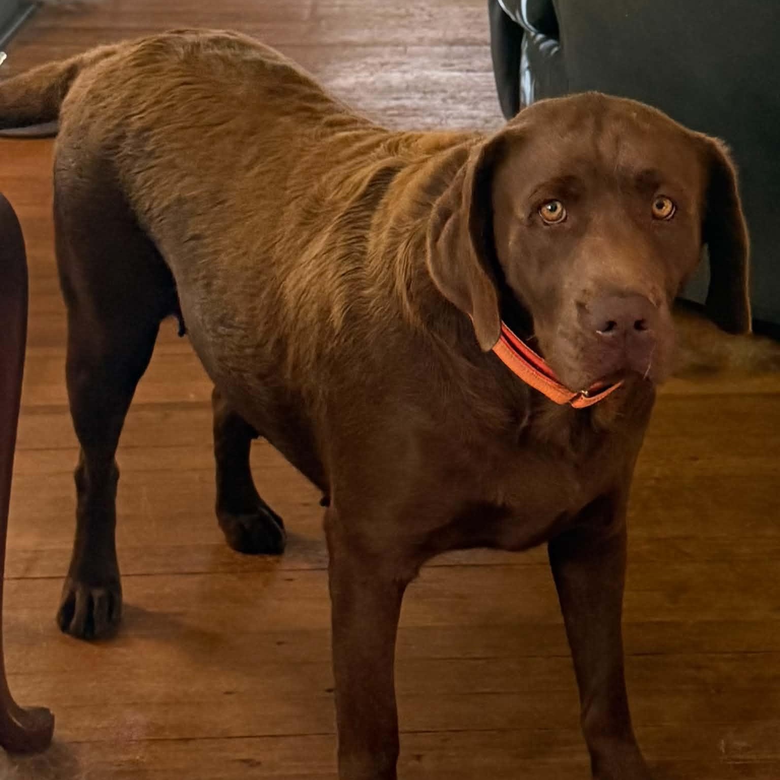 Enlarge Colleen, a Adopted Chocolate Labrador Retriever in Gerry, NY image 5/6