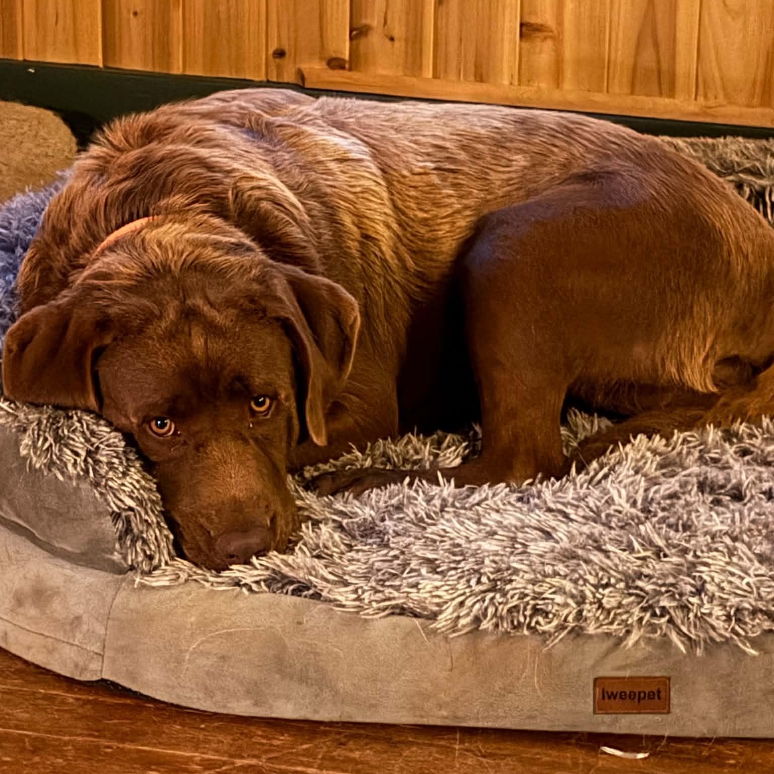 Enlarge Colleen, a Adopted Chocolate Labrador Retriever in Gerry, NY image 3/6