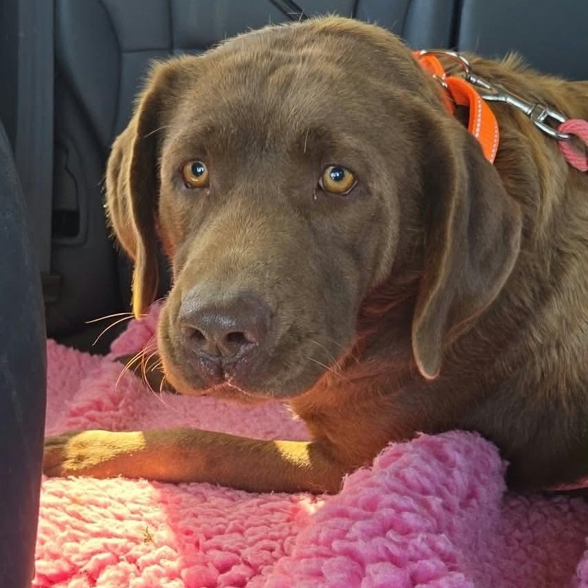 Enlarge Colleen, a Adopted Chocolate Labrador Retriever in Gerry, NY image 6/6