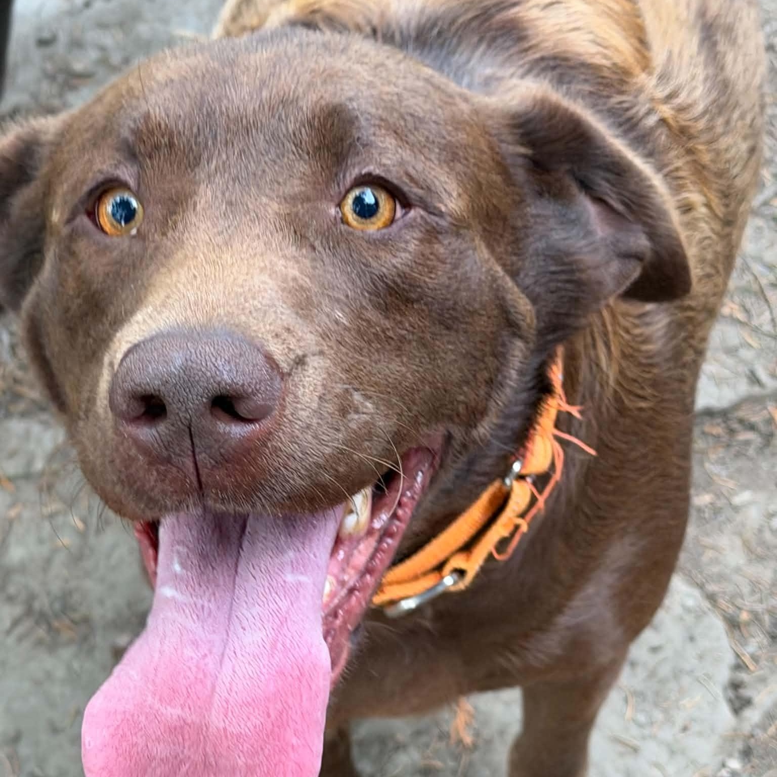 Enlarge Colleen, a Adopted Chocolate Labrador Retriever in Gerry, NY image 2/6