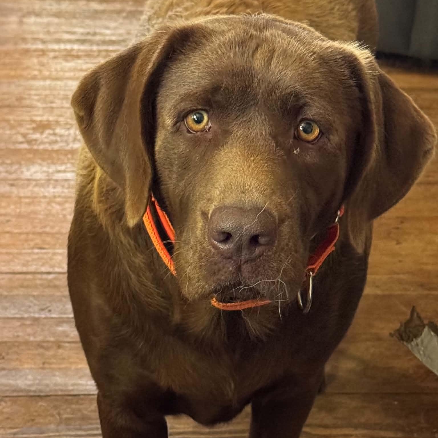 Enlarge Colleen, a Adopted Chocolate Labrador Retriever in Gerry, NY image 4/6