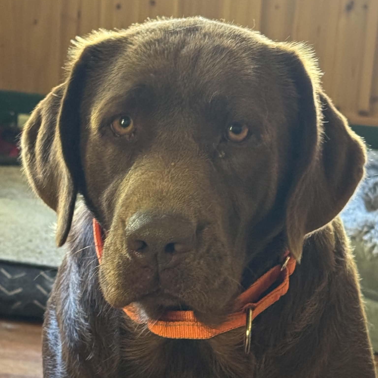 Colleen, Adoptable, Young Female Chocolate Labrador Retriever.