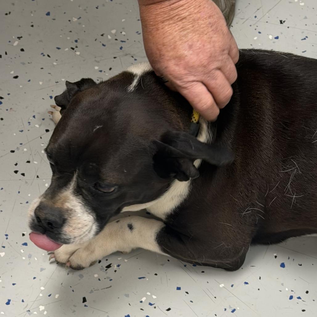 Enlarge Gypsy, a Adoptable mixed breed in Marion, VA image 1/1