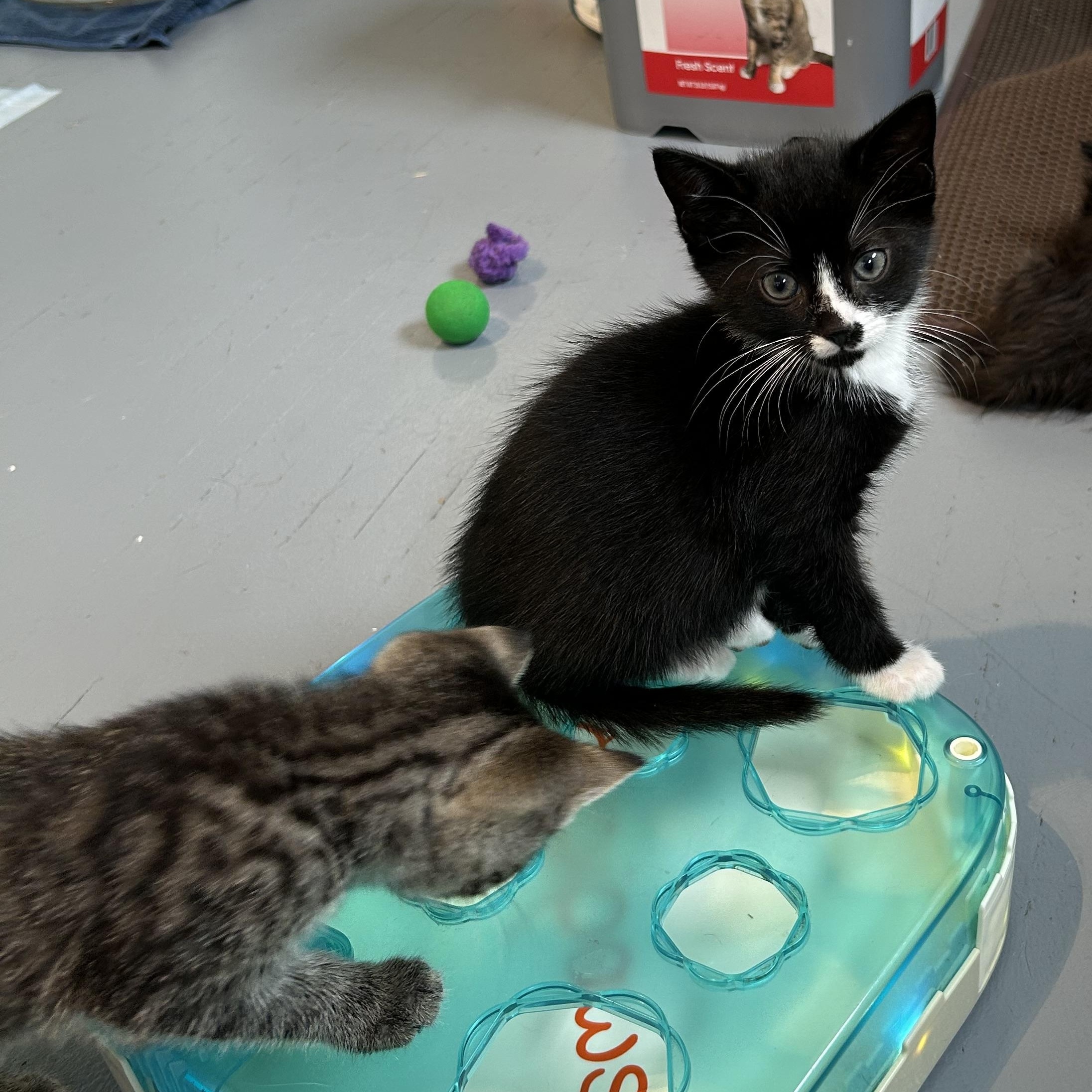 Enlarge Panda, a Adoptable Domestic Short Hair in Brockport, NY image 4/5