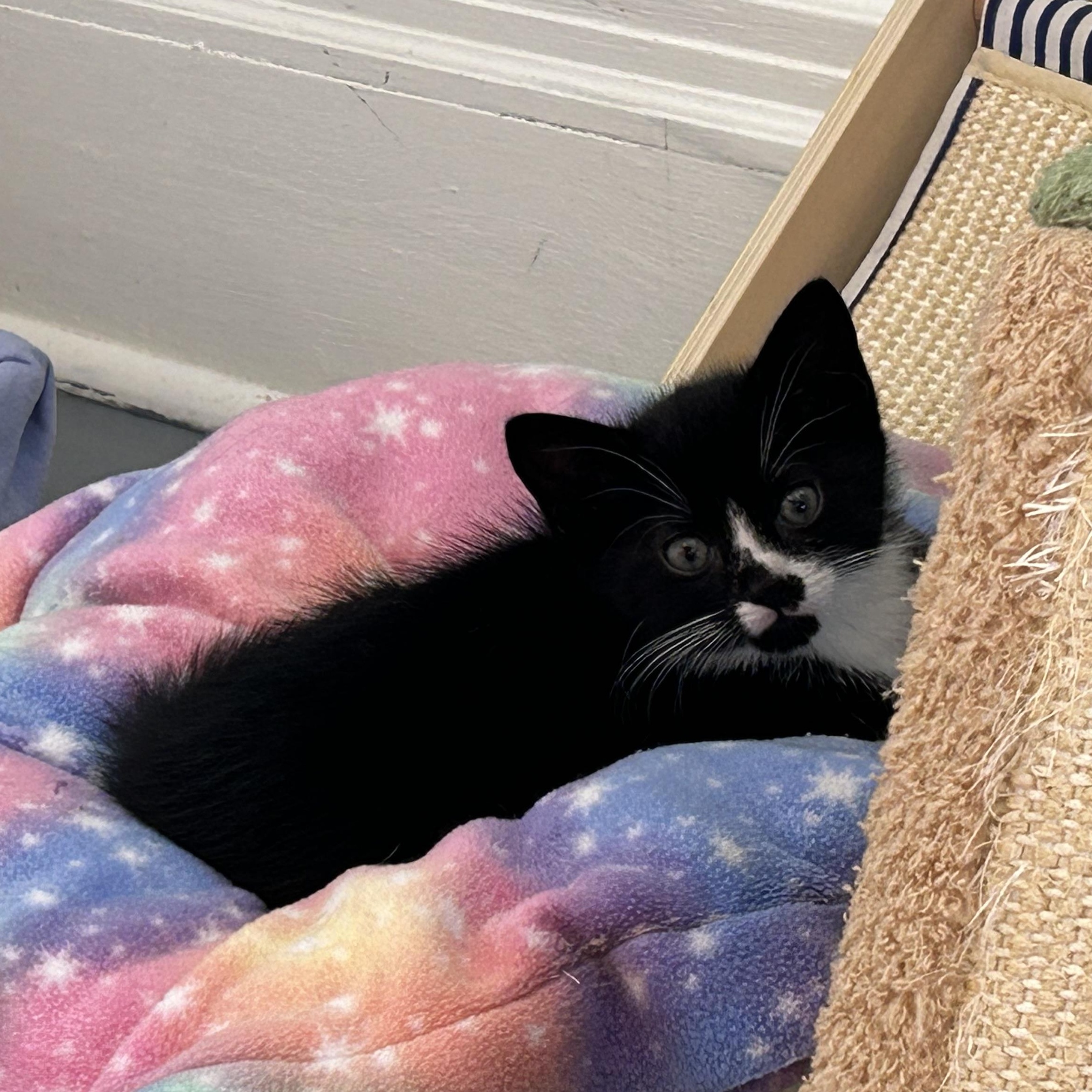 Enlarge Panda, a Adoptable Domestic Short Hair in Brockport, NY image 3/5