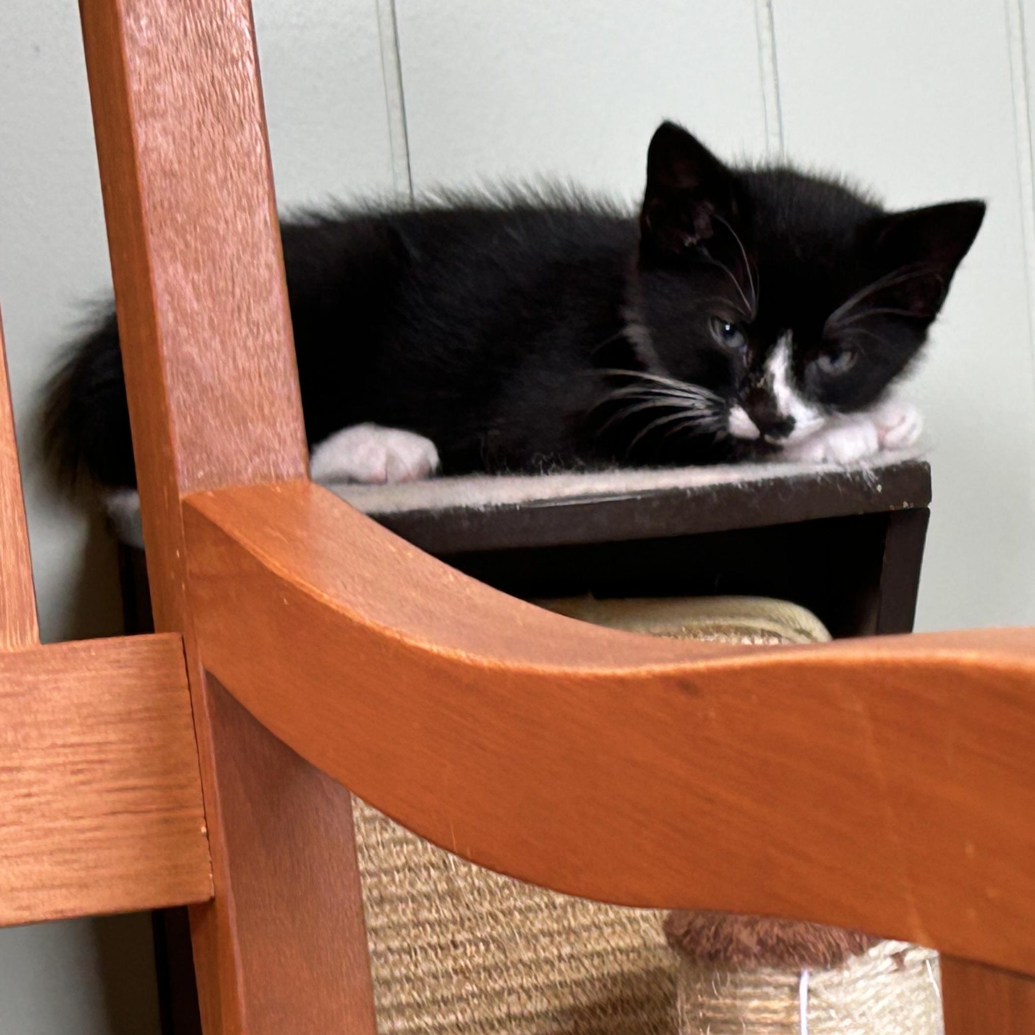 Enlarge Panda, a Adoptable Domestic Short Hair in Brockport, NY image 5/5