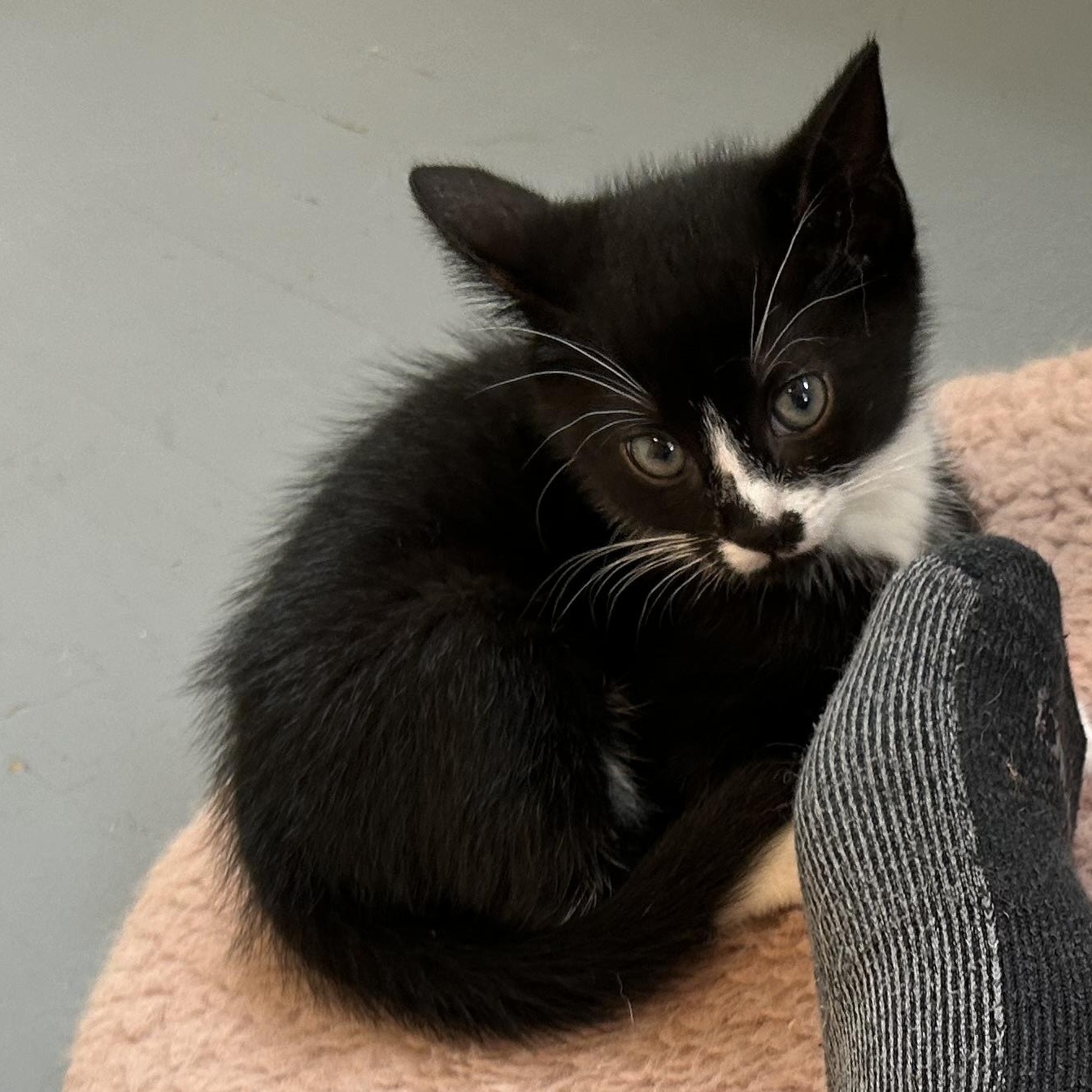 Enlarge Panda, a Adoptable Domestic Short Hair in Brockport, NY image 2/5