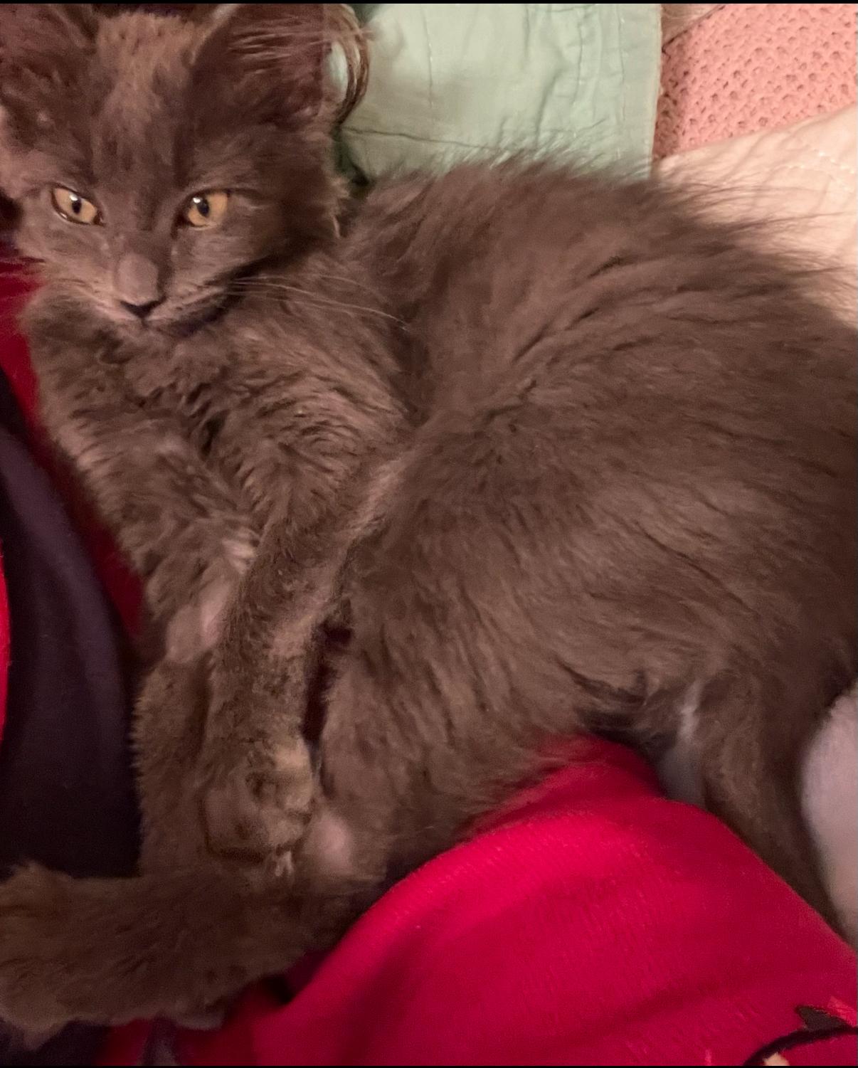 Persephone , ADOPTABLE, Young Female Domestic Medium Hair & Domestic Long Hair.