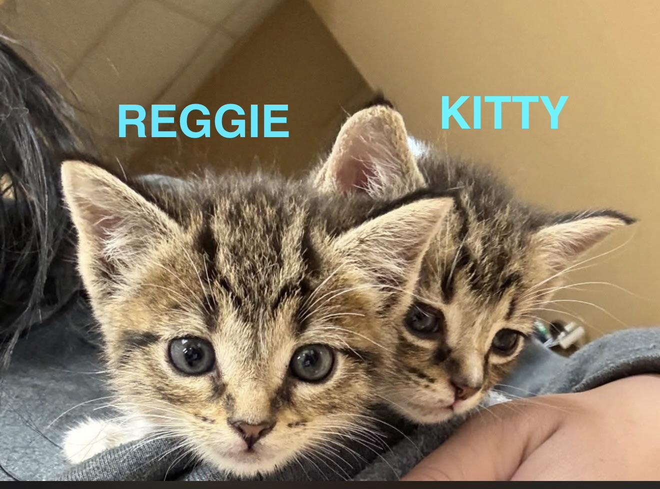 Enlarge Reggie & KItty, a Adoptable Domestic Short Hair in Mount Pleasant, SC image 1/2