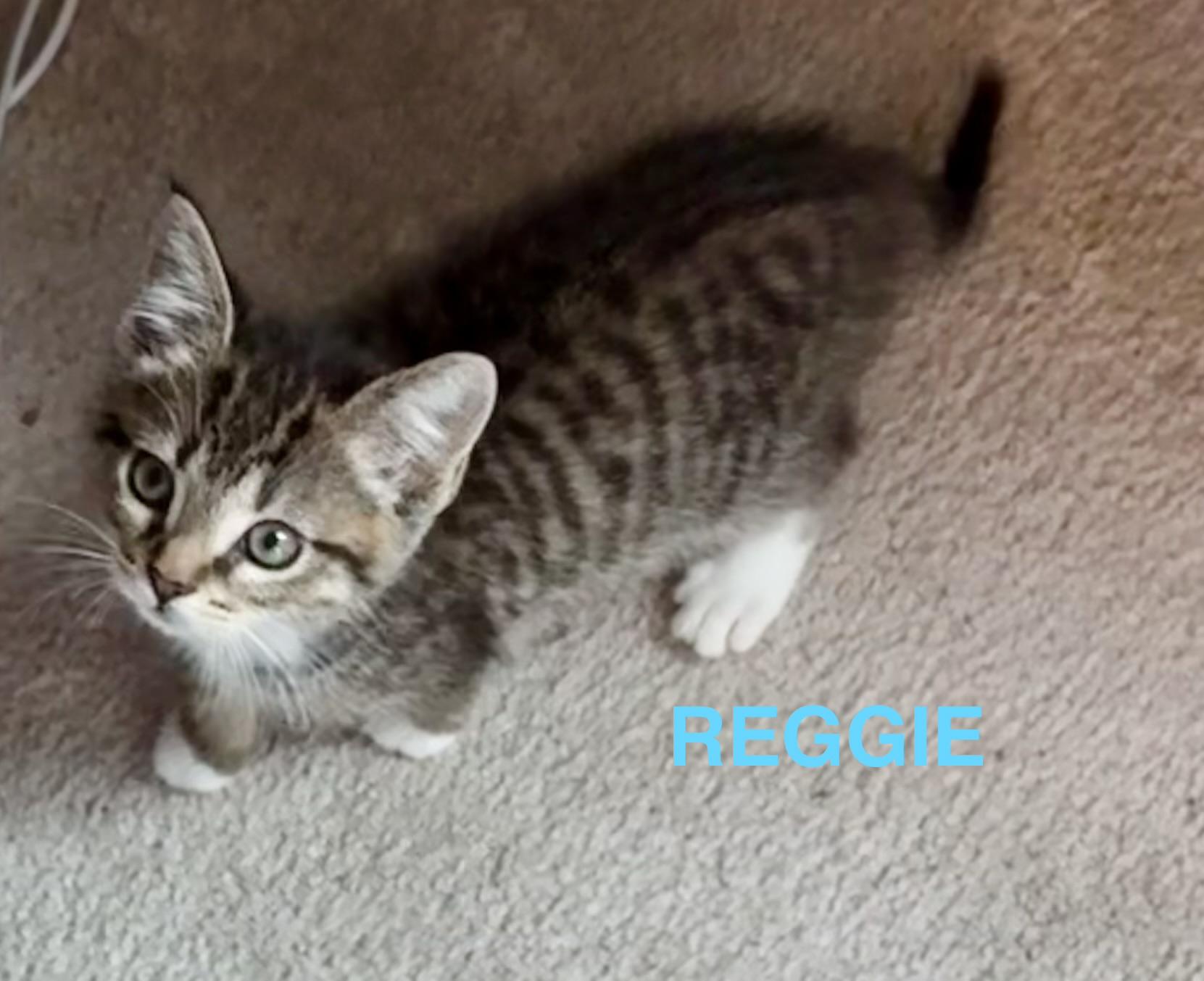 Enlarge Reggie & KItty, a Adoptable Domestic Short Hair in Mount Pleasant, SC image 2/2