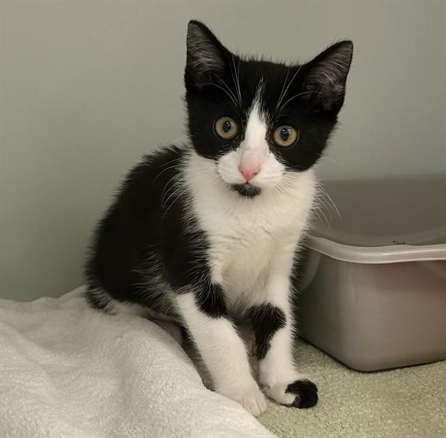 Enlarge JAMIE, a Adoptable Domestic Short Hair in Salinas, CA image 1/1