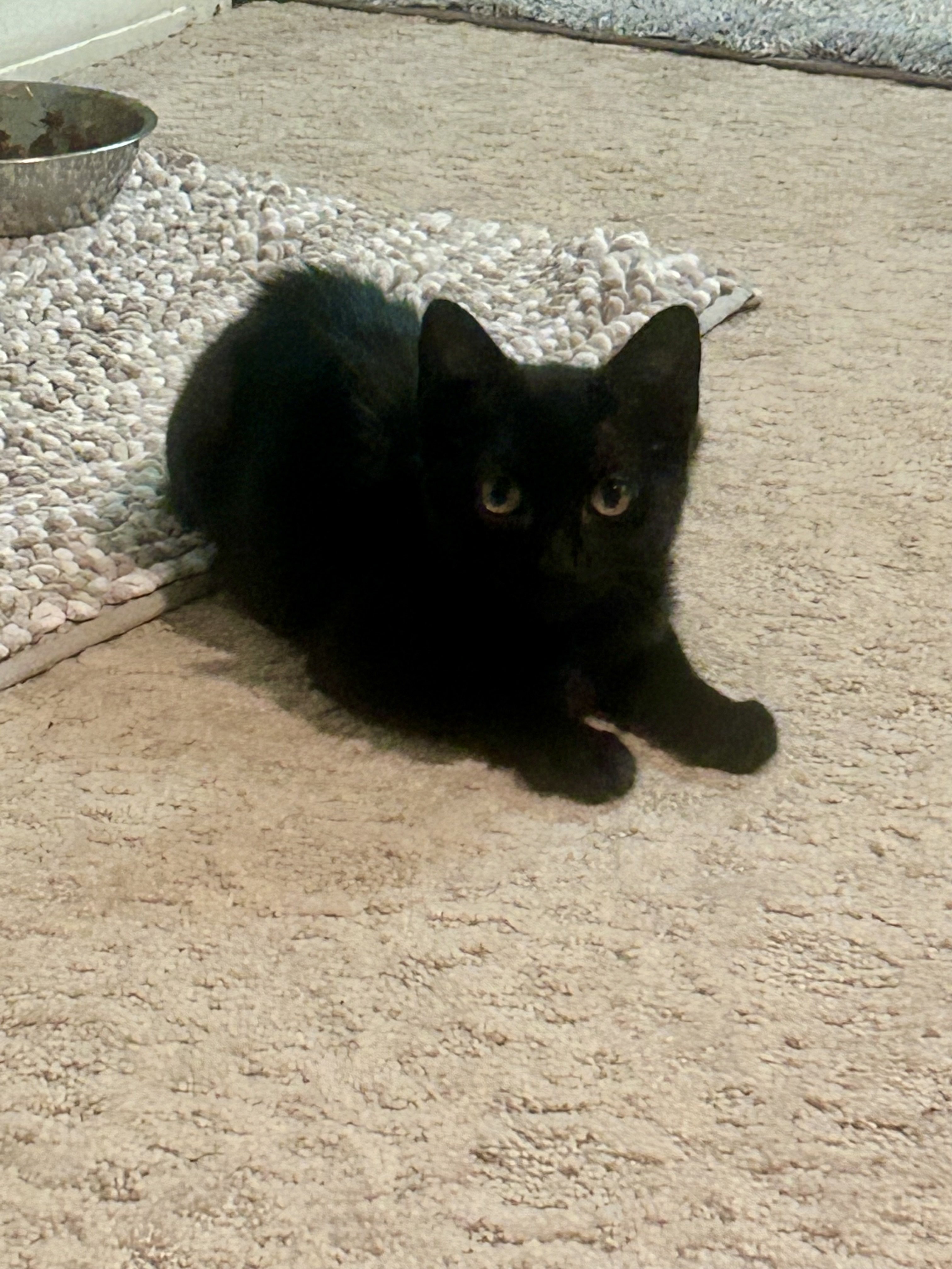 Elektra, a Adoptable Domestic Short Hair in Shreveport, LA image 1/3