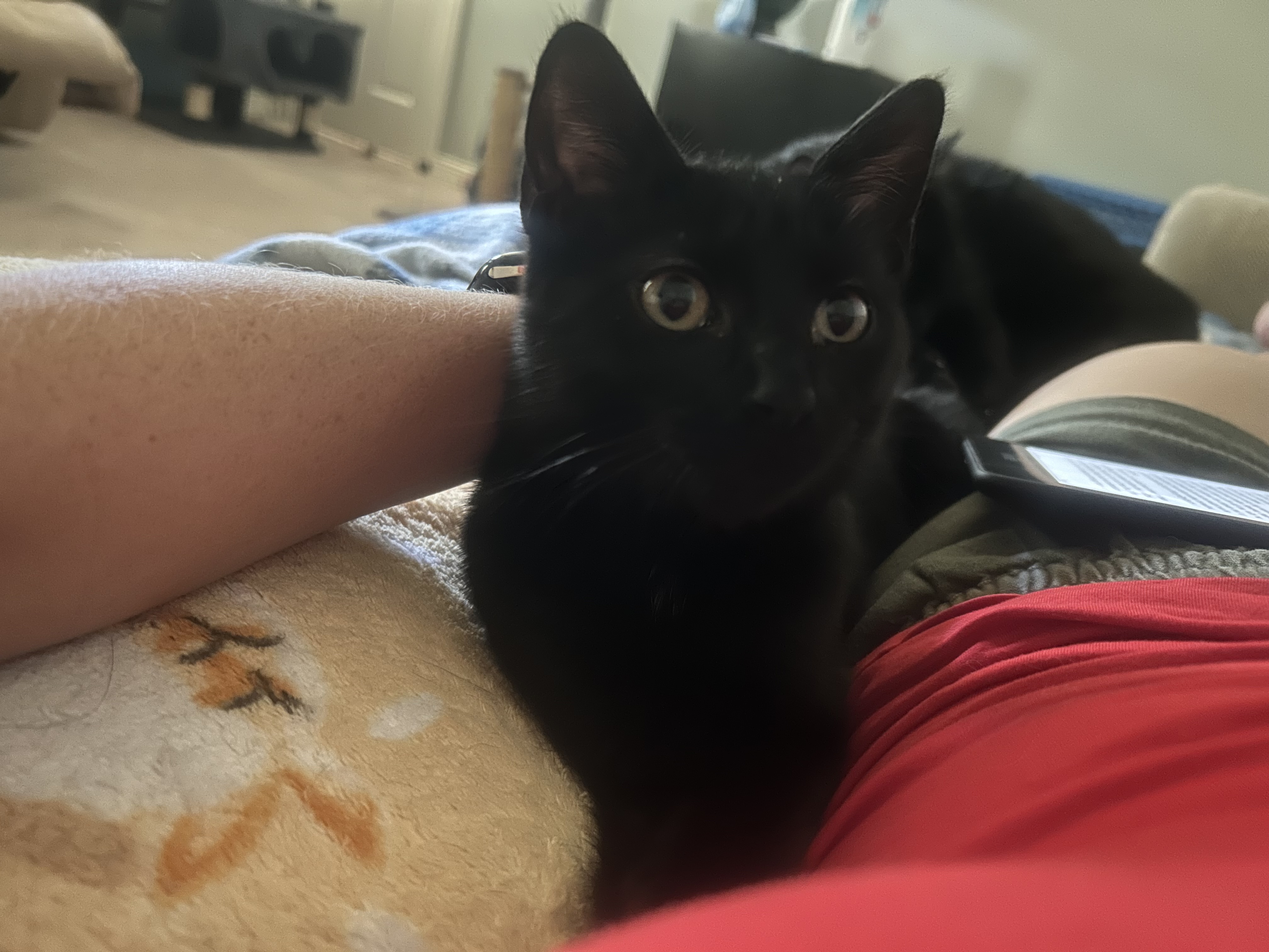 Elektra, a Adoptable Domestic Short Hair in Shreveport, LA image 2/3