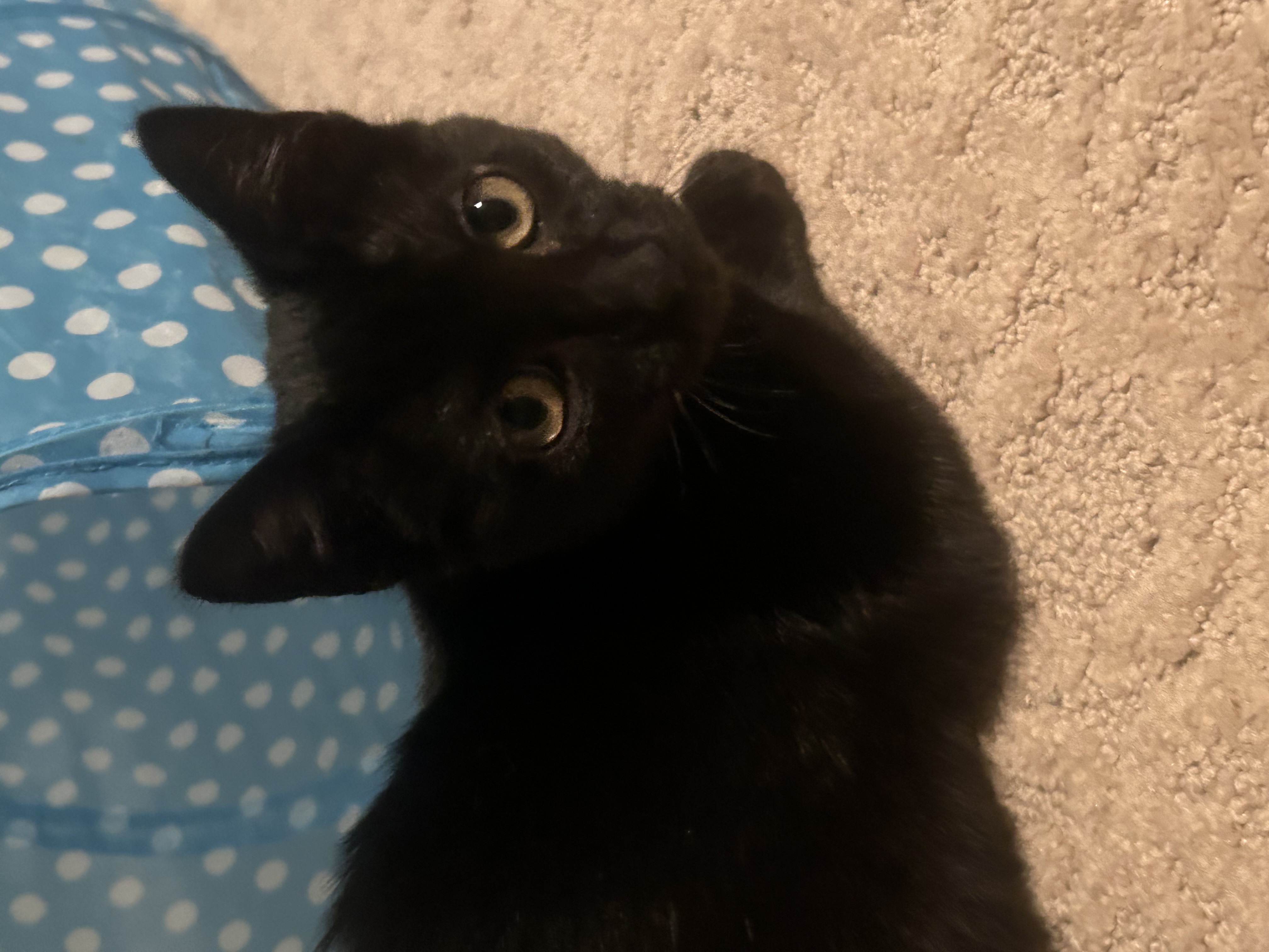 Elektra, a Adoptable Domestic Short Hair in Shreveport, LA image 3/3