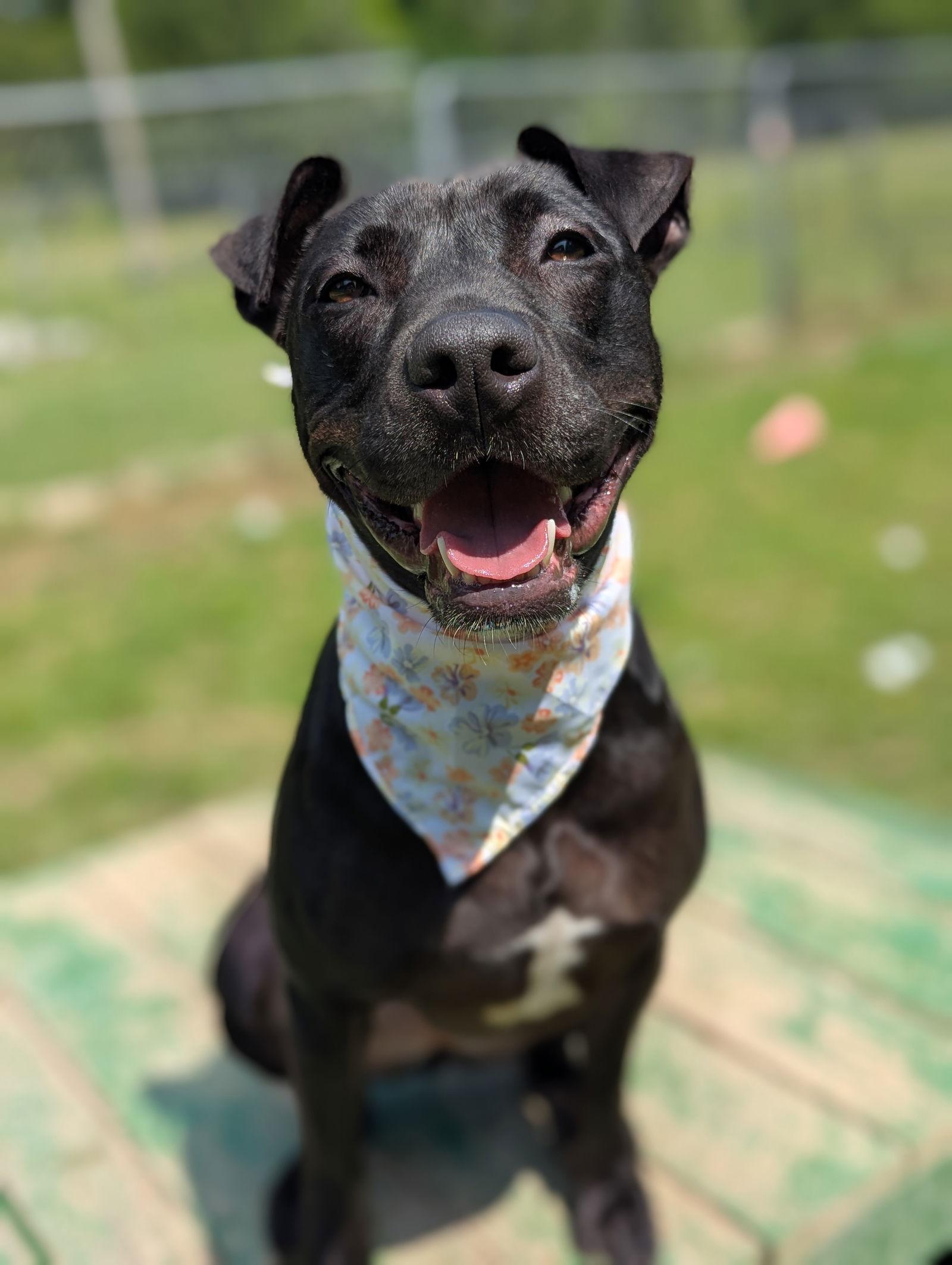 Kora, Adoptable, Young Female Mountain Cur & Pit Bull Terrier.