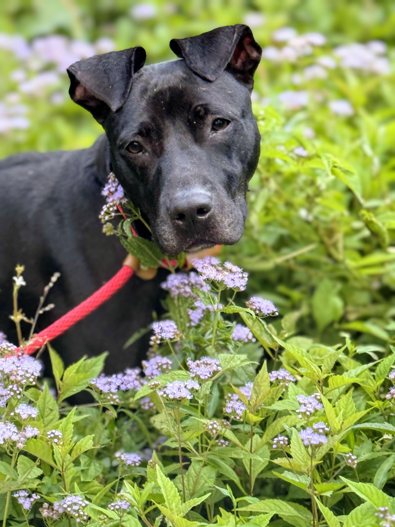 Kora, a Adoptable mixed breed in Calhoun, GA image 2/3