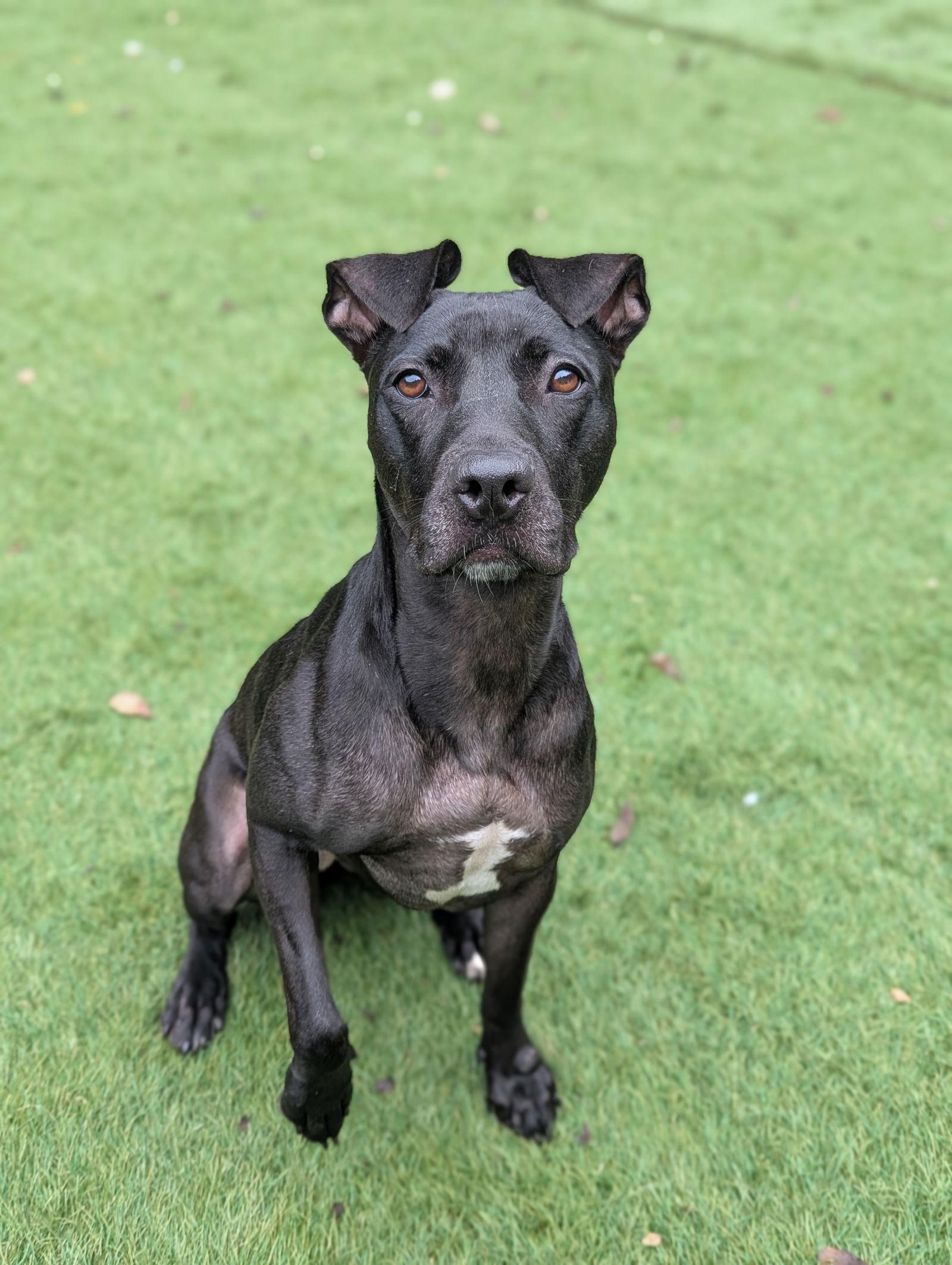 Kora, a Adoptable mixed breed in Calhoun, GA image 3/3