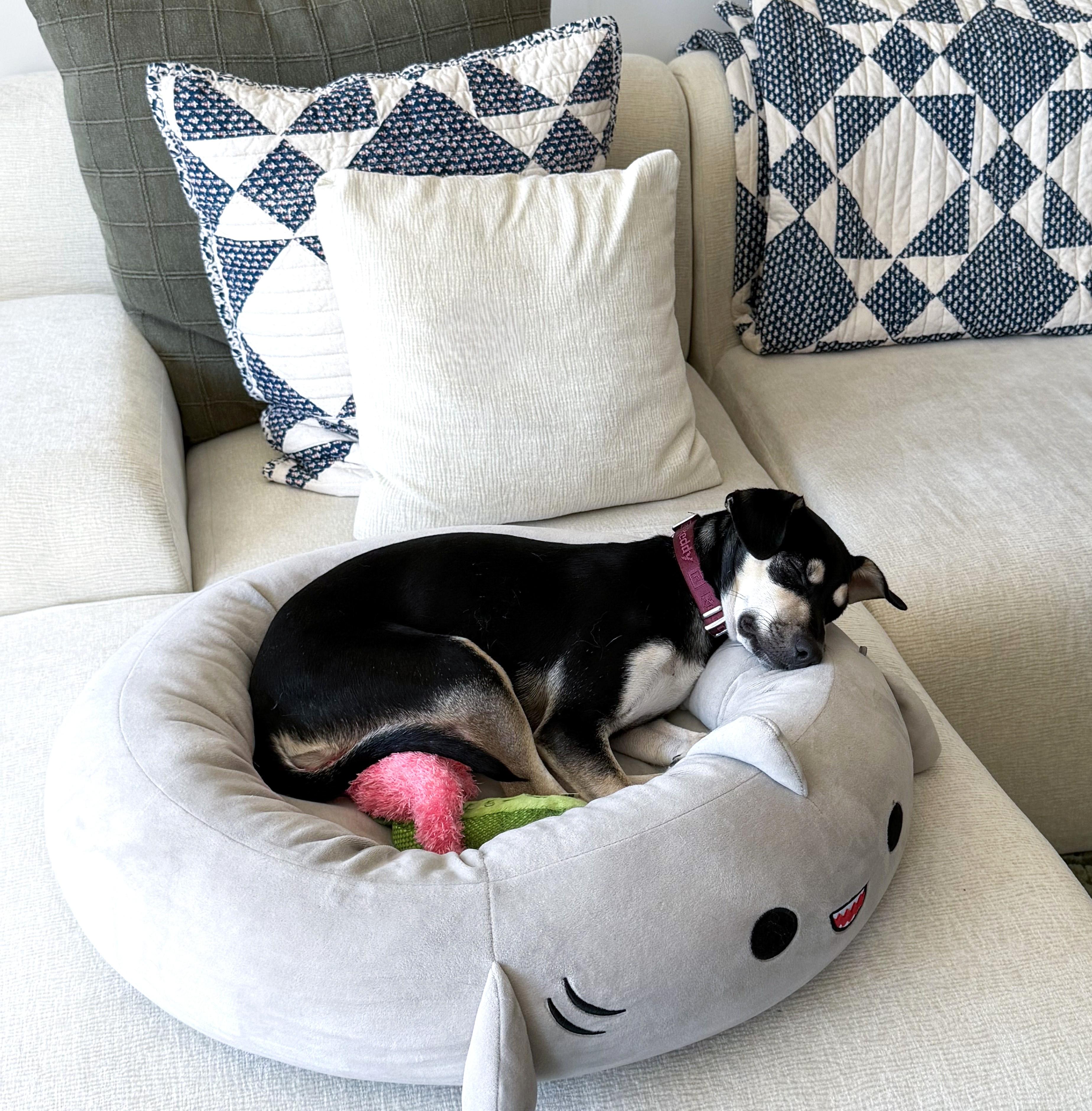 Lucy, an adopted mixed breed in Ansonia, CT image 3/6