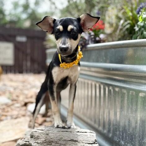 Lucy, adopted, Puppy Female Miniature Pinscher & Chihuahua.